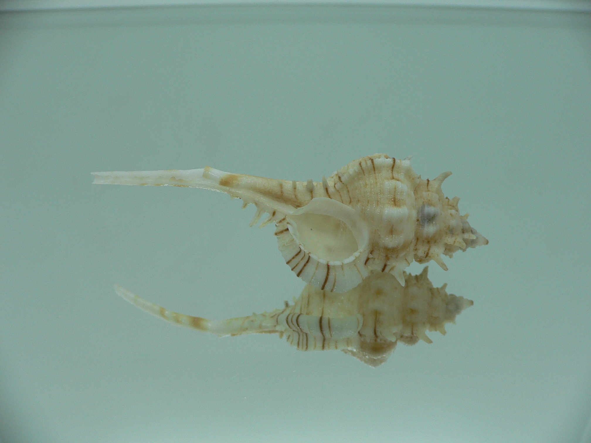 Vokesimurex kiiensis