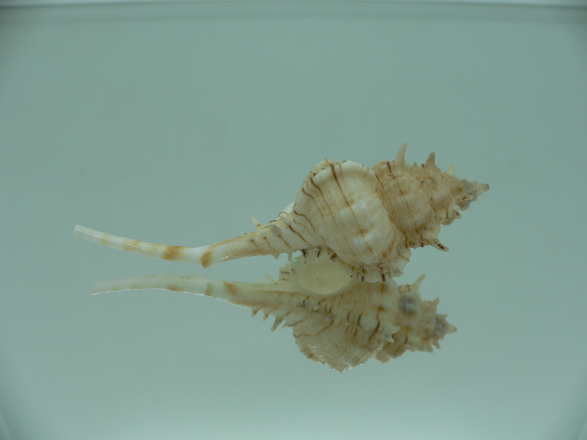 Vokesimurex kiiensis