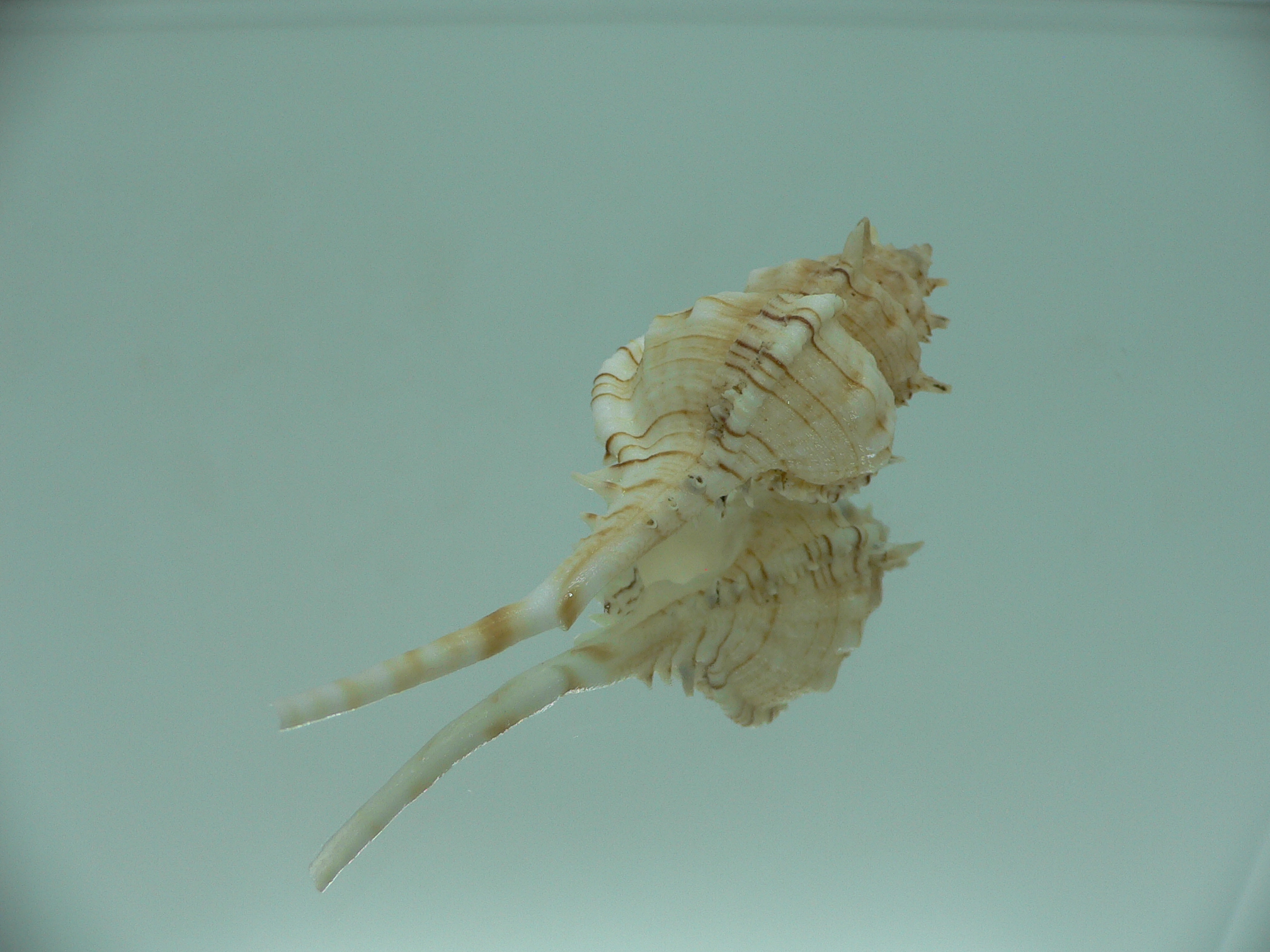 Vokesimurex kiiensis