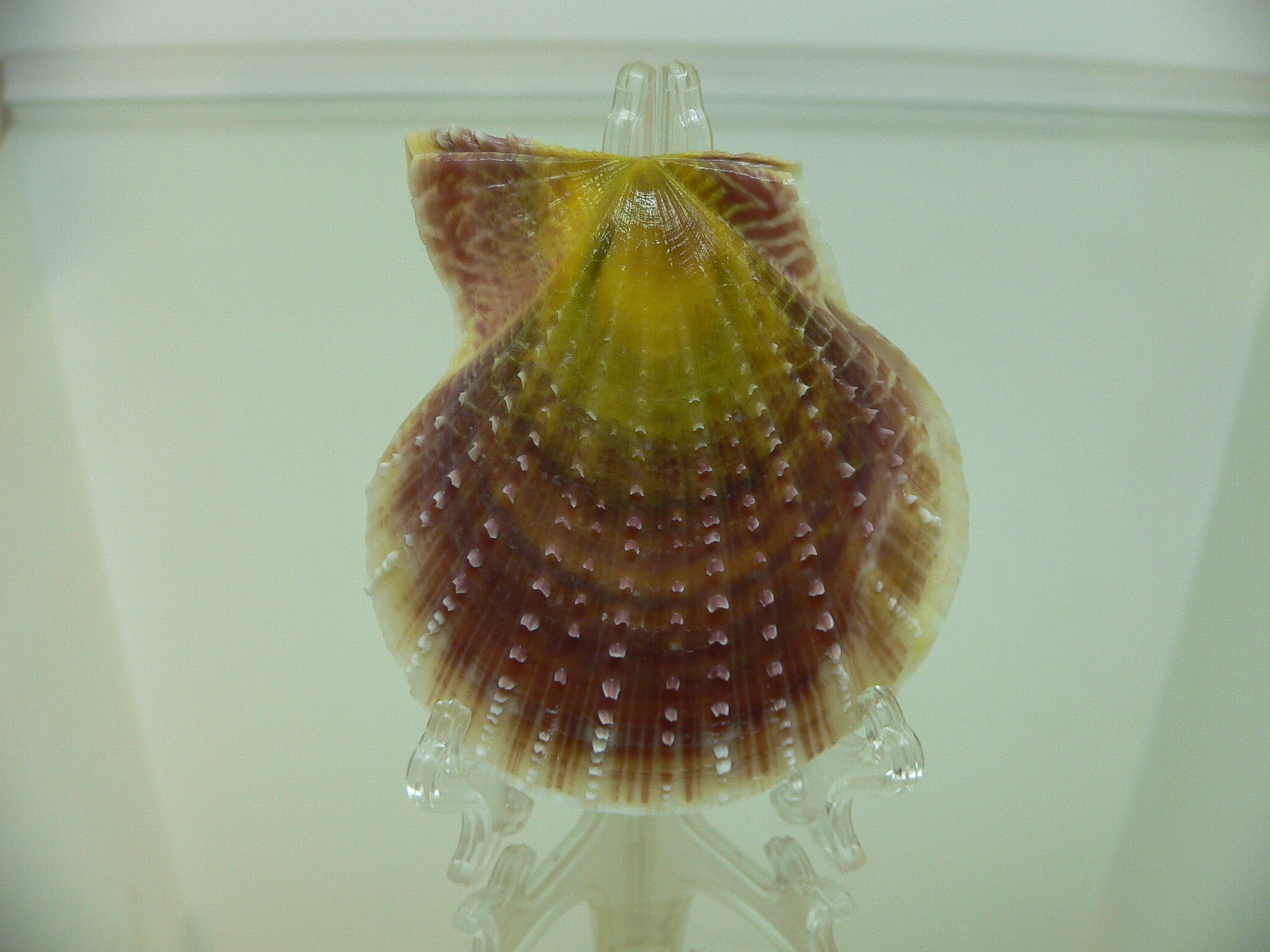 Laevichlamys squamosa BIG & DARK