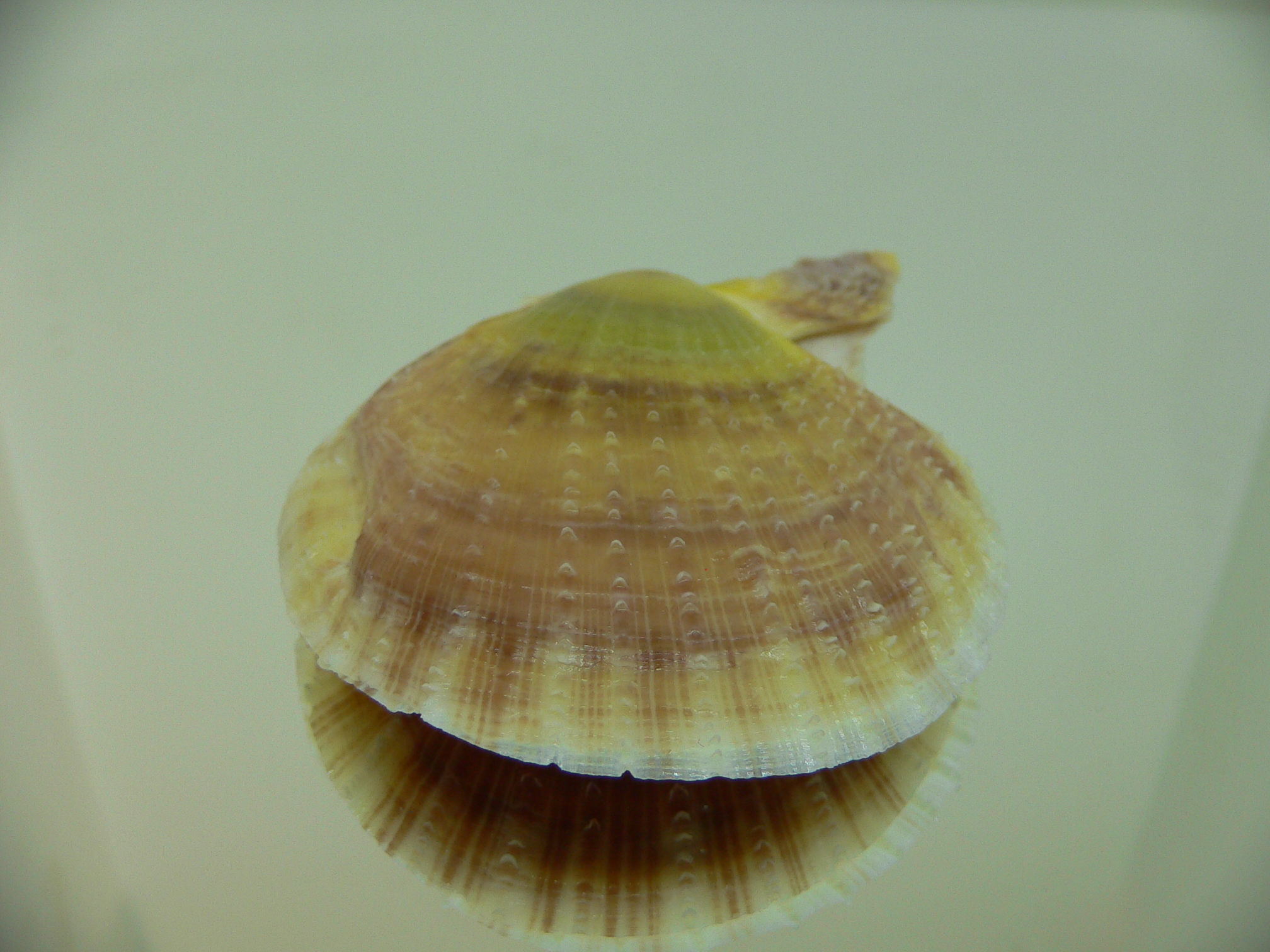 Laevichlamys squamosa BIG & DARK
