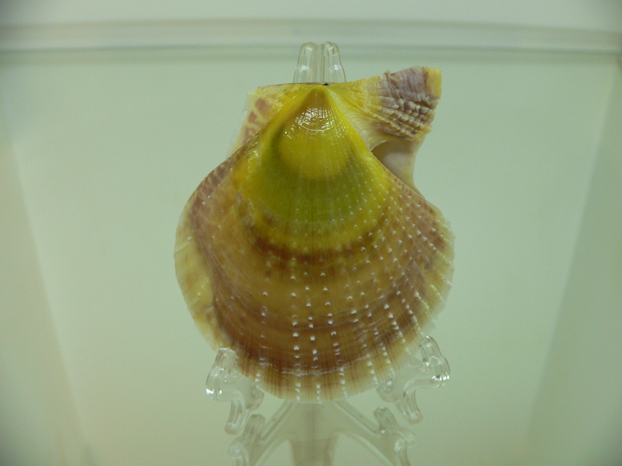 Laevichlamys squamosa BIG & DARK