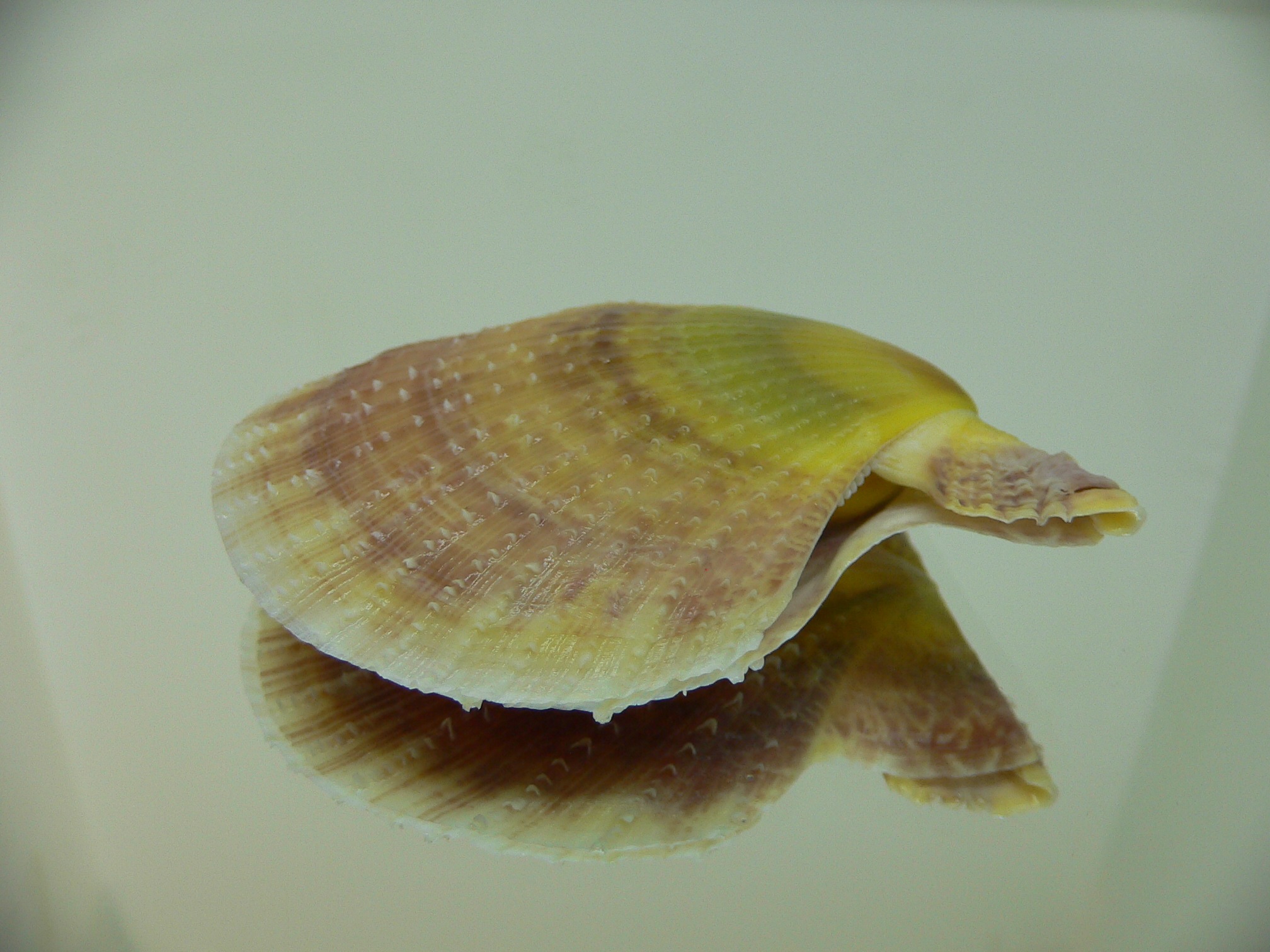 Laevichlamys squamosa BIG & DARK