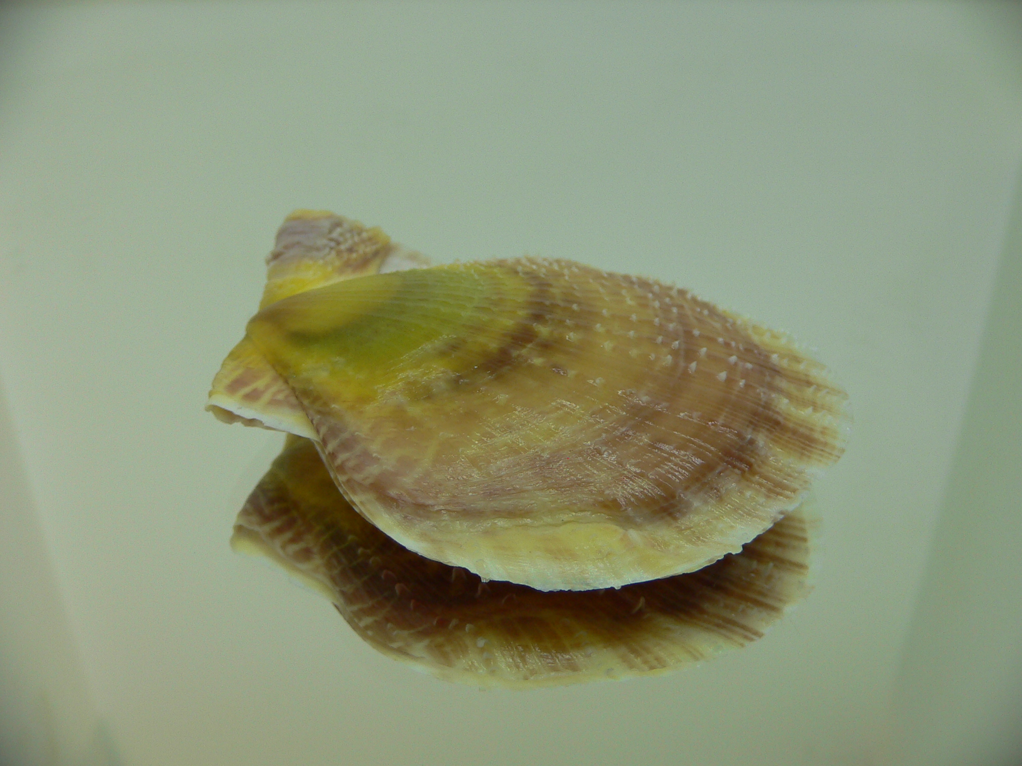 Laevichlamys squamosa BIG & DARK