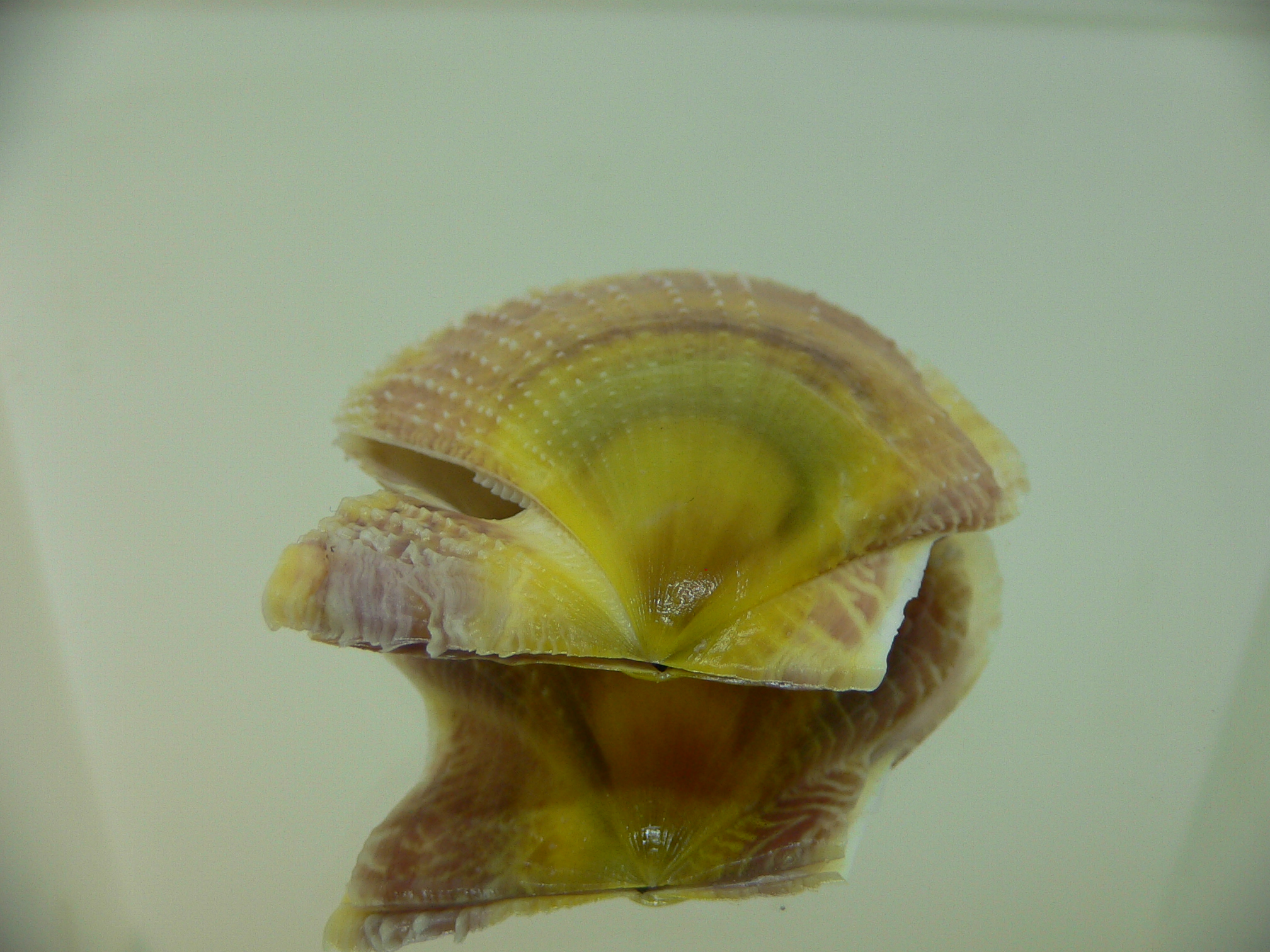 Laevichlamys squamosa BIG & DARK