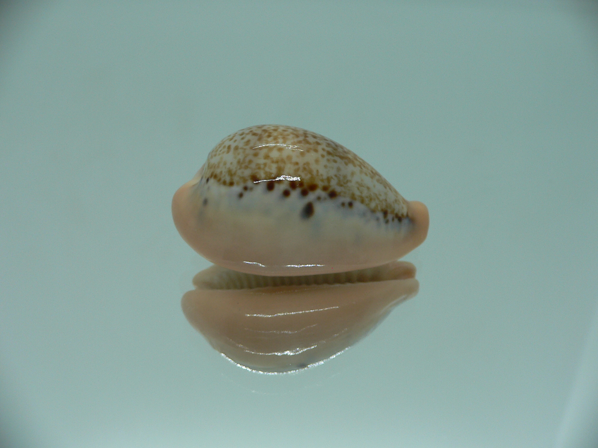 Cypraea hungerfordi hungerfordi ORANGE BASE