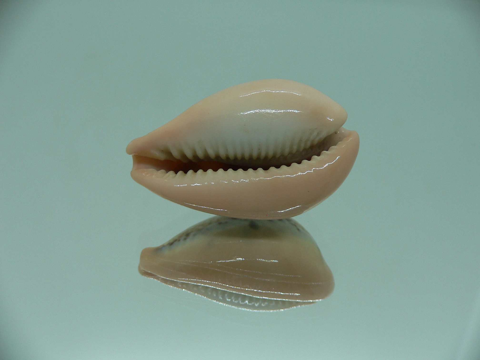 Cypraea hungerfordi hungerfordi ORANGE BASE