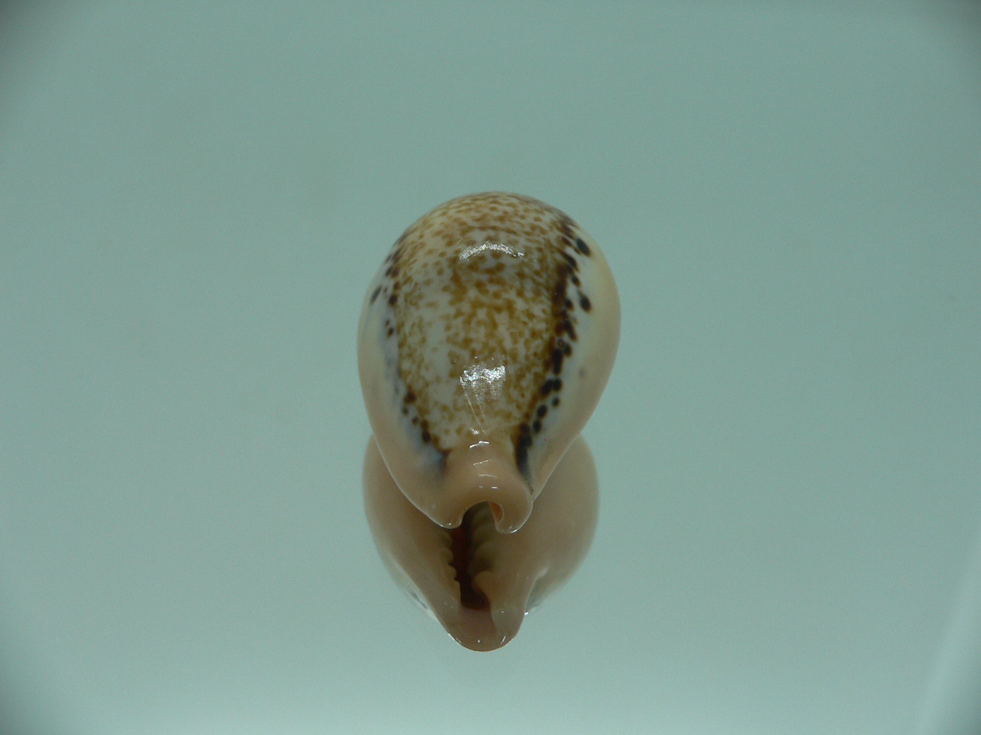 Cypraea hungerfordi hungerfordi ORANGE BASE