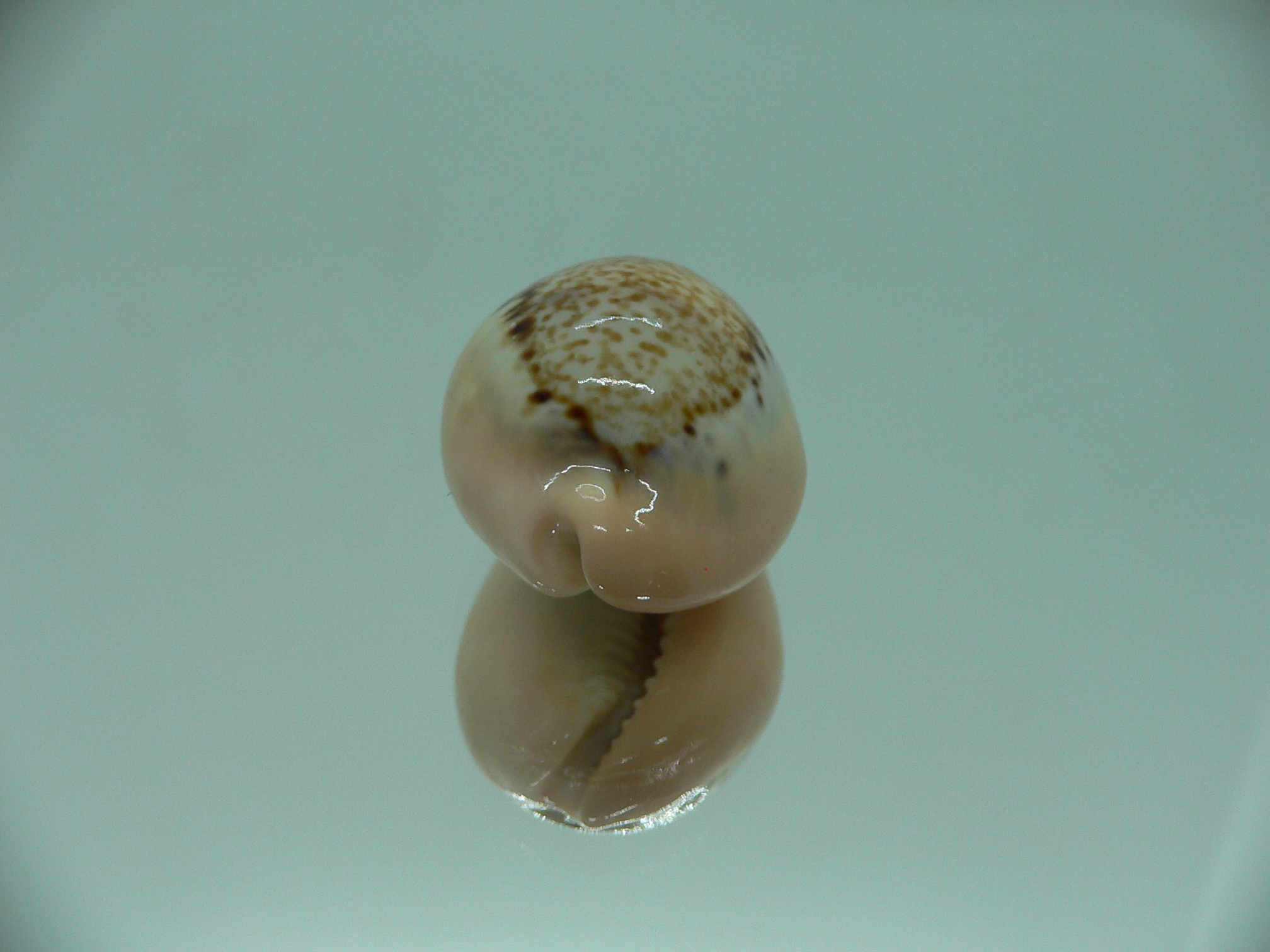 Cypraea hungerfordi hungerfordi ORANGE BASE