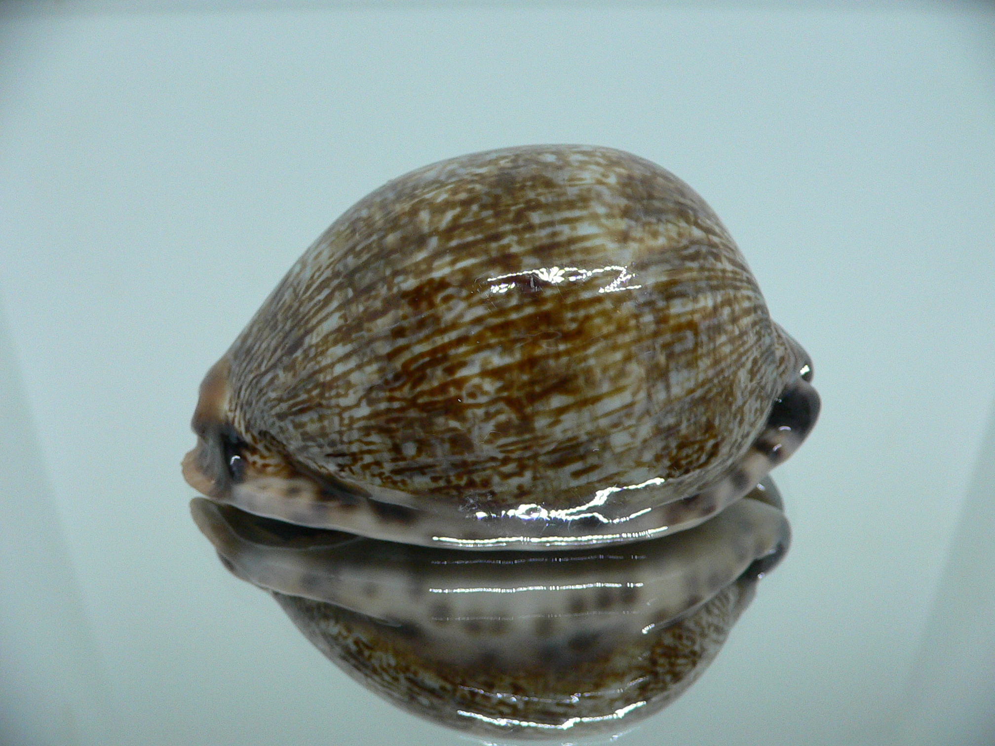 Cypraea arabica asiatica UNUSUAL