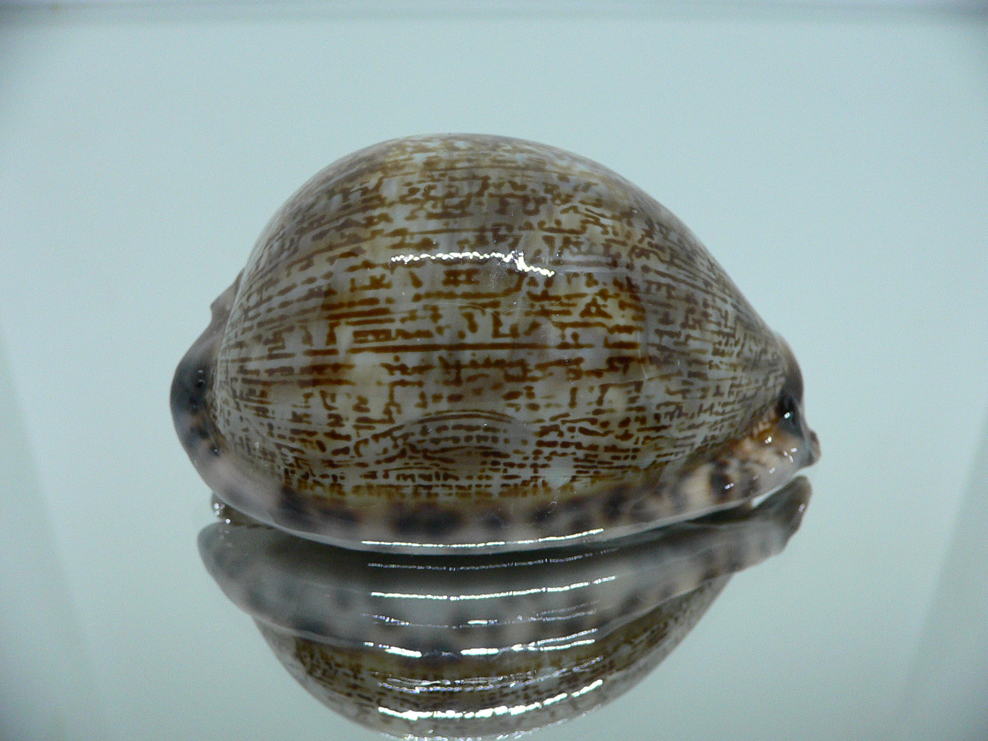 Cypraea arabica asiatica UNUSUAL