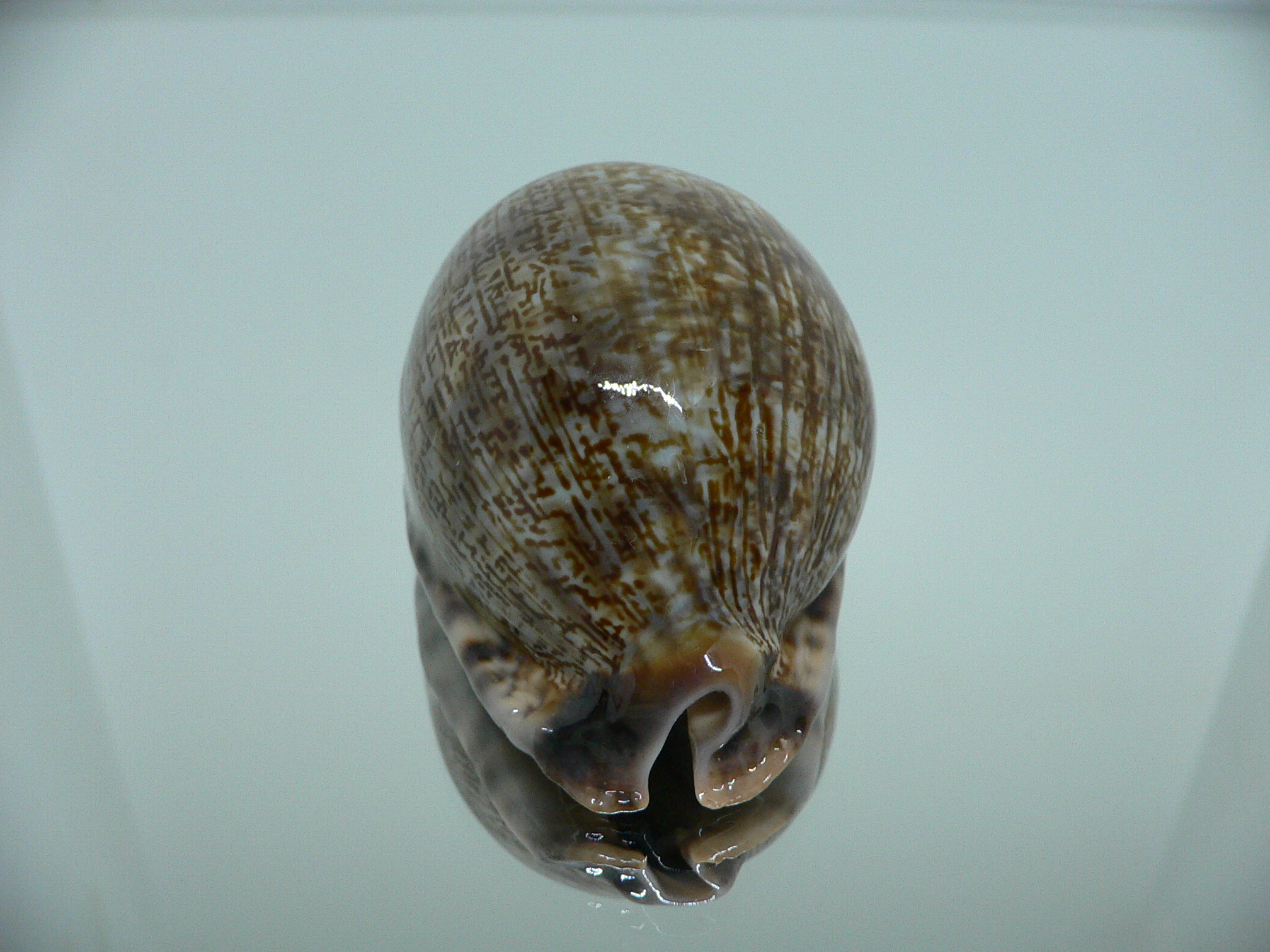 Cypraea arabica asiatica UNUSUAL