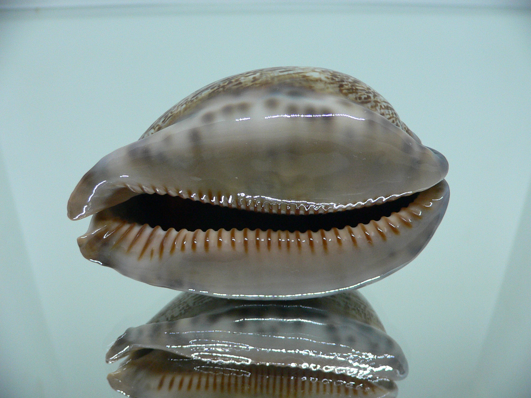 Cypraea arabica asiatica UNUSUAL