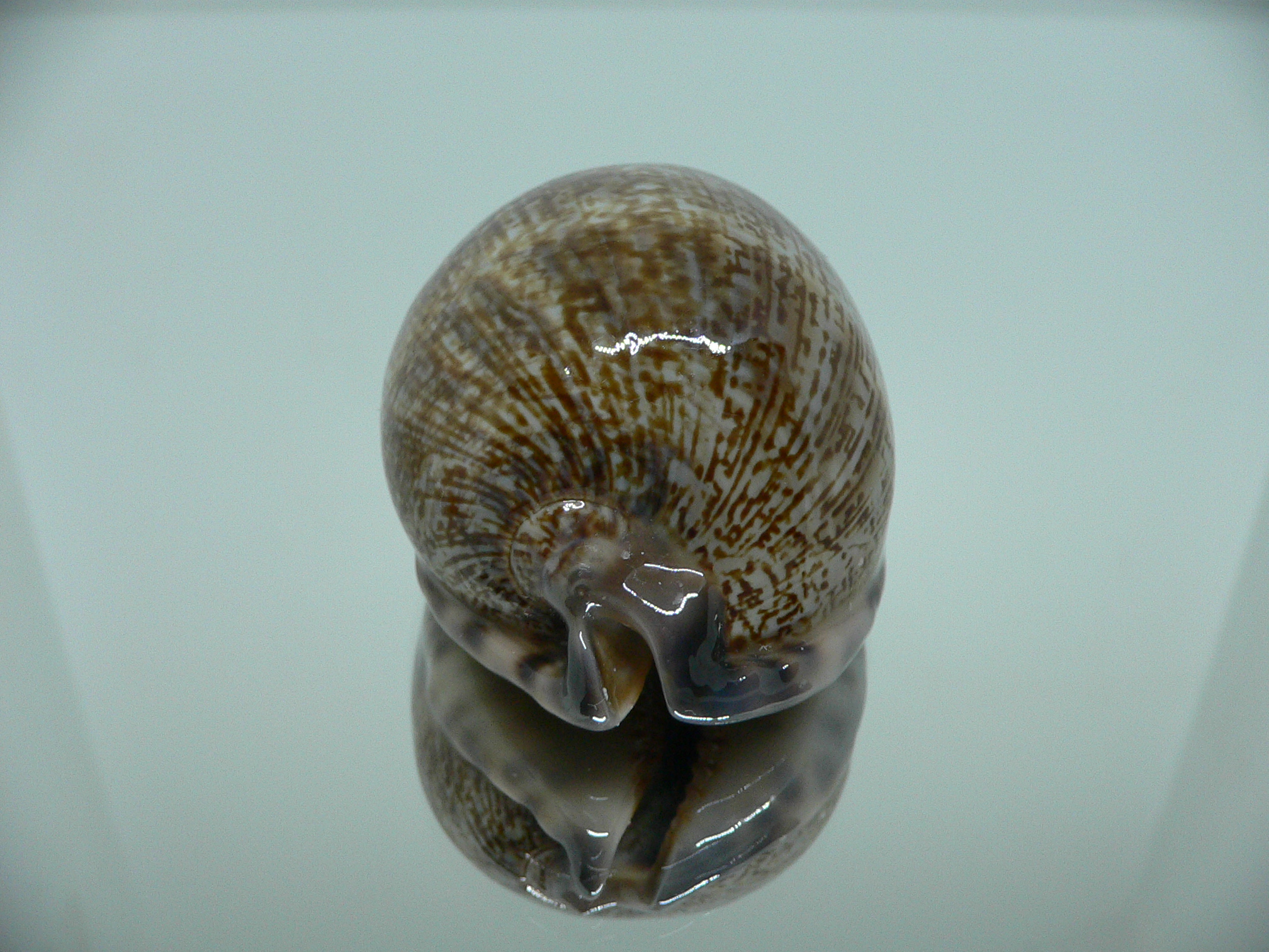 Cypraea arabica asiatica UNUSUAL