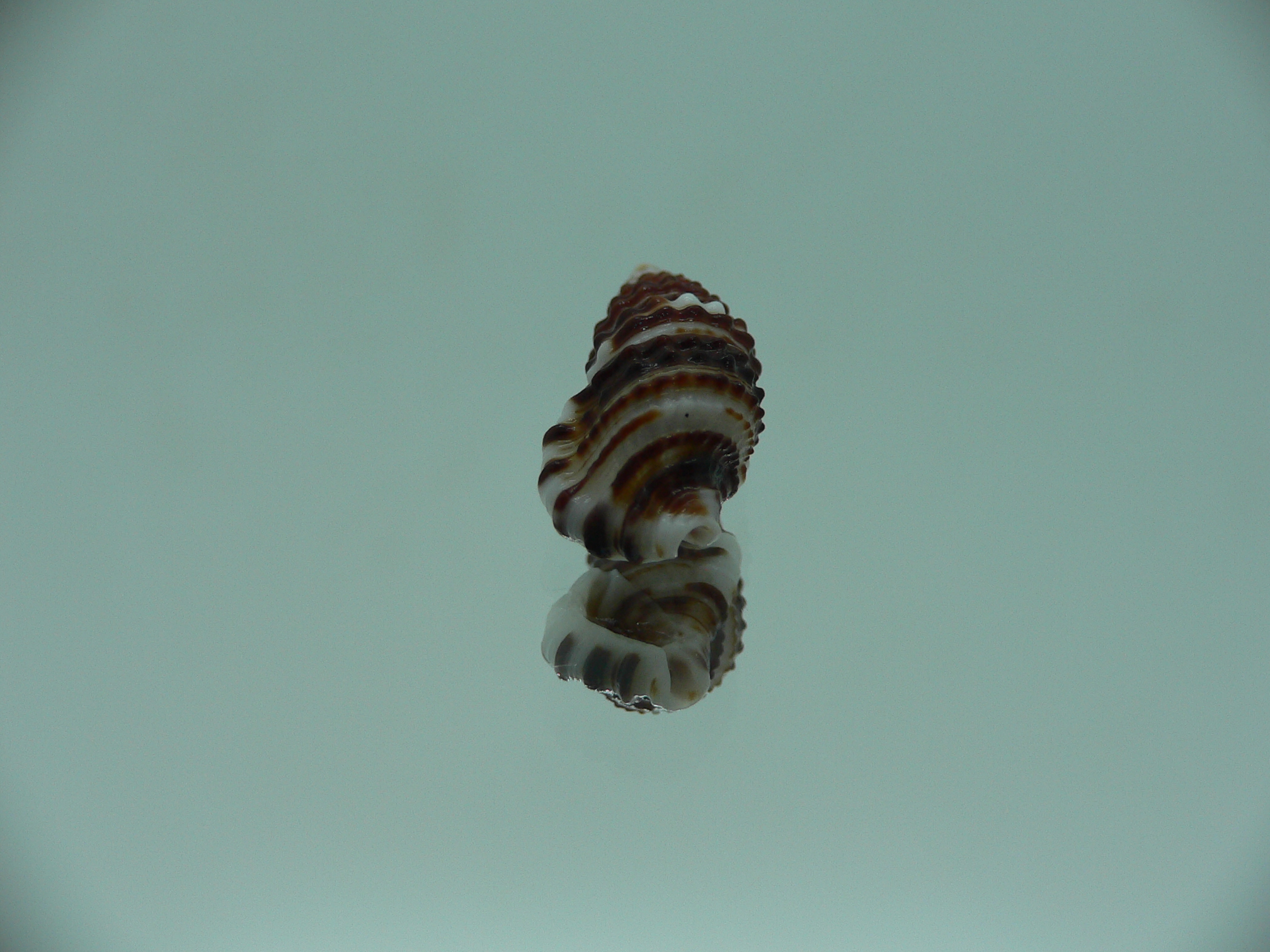 Clypeomorus cf. pellucida STRIPED & DARK