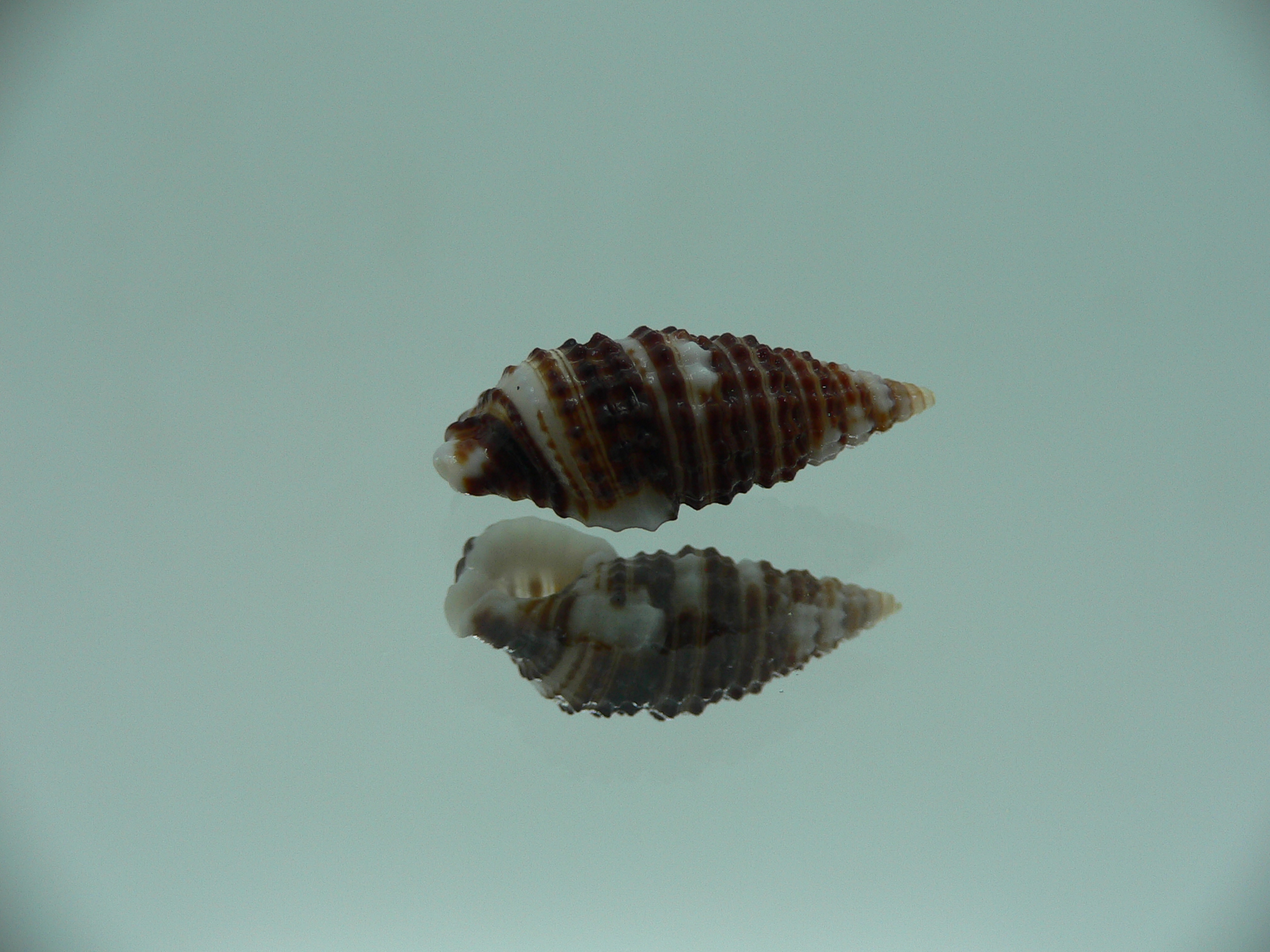 Clypeomorus cf. pellucida STRIPED & DARK