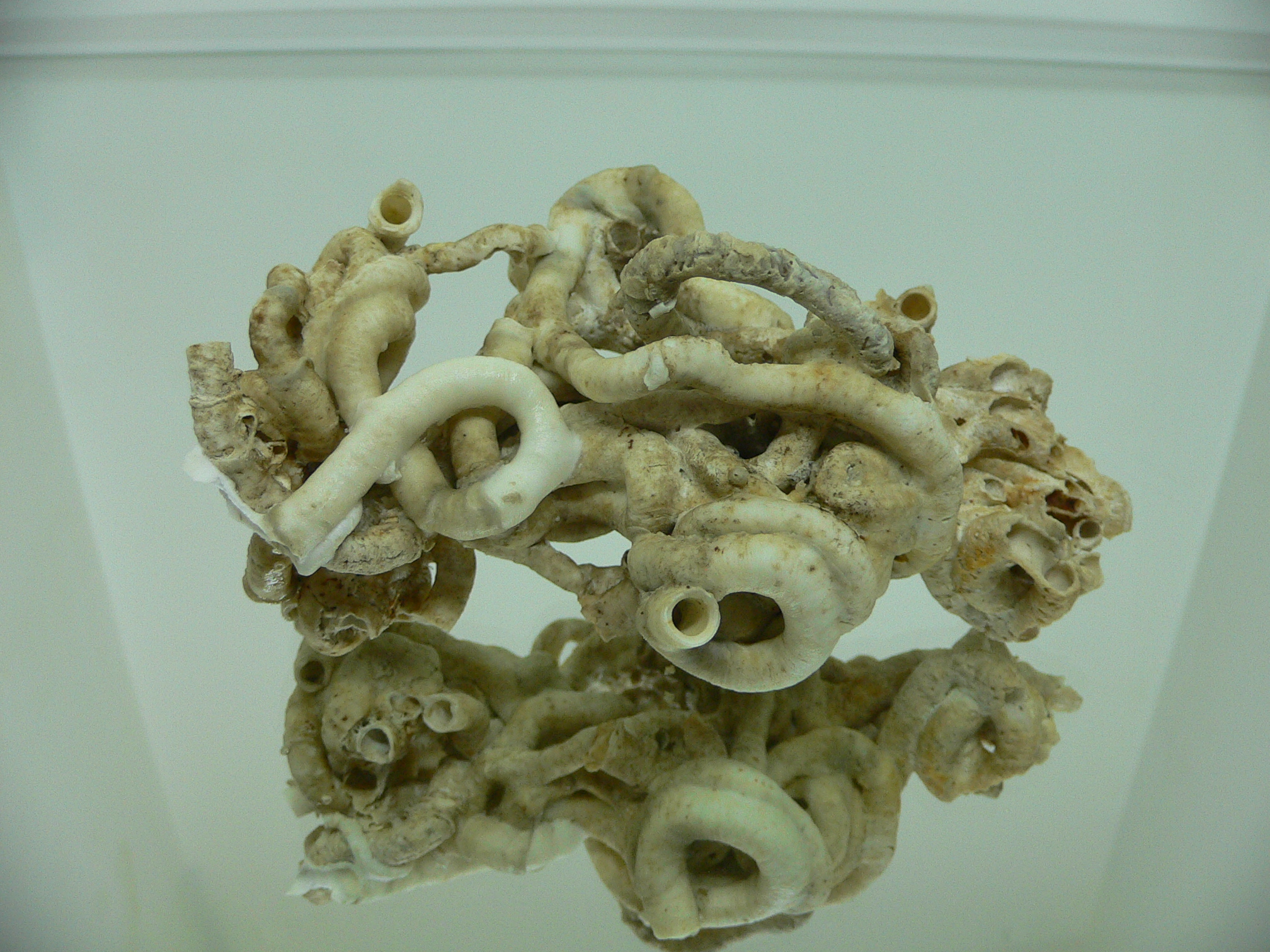 Колония Serpula SP. SUPER CURLY