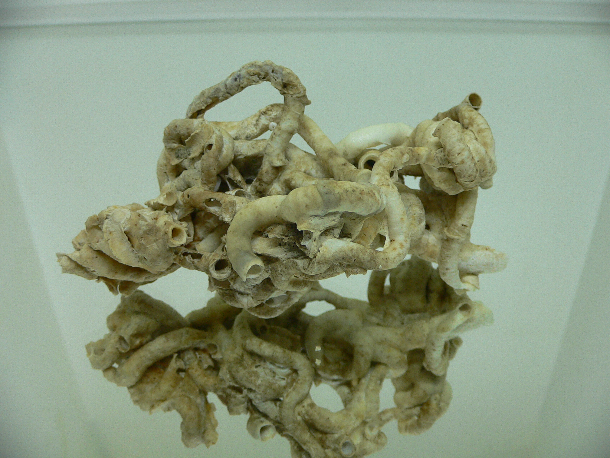 Колония Serpula SP. SUPER CURLY