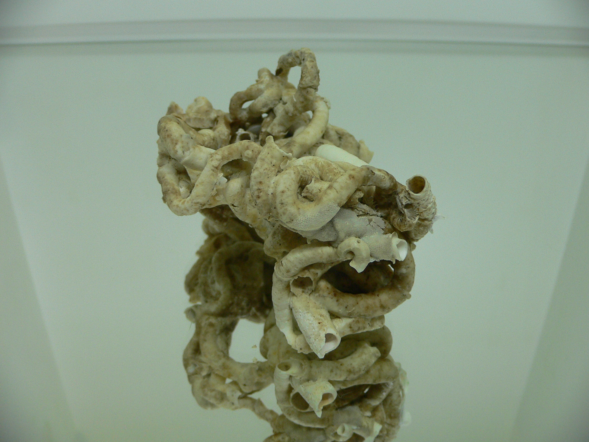 Колония Serpula SP. SUPER CURLY