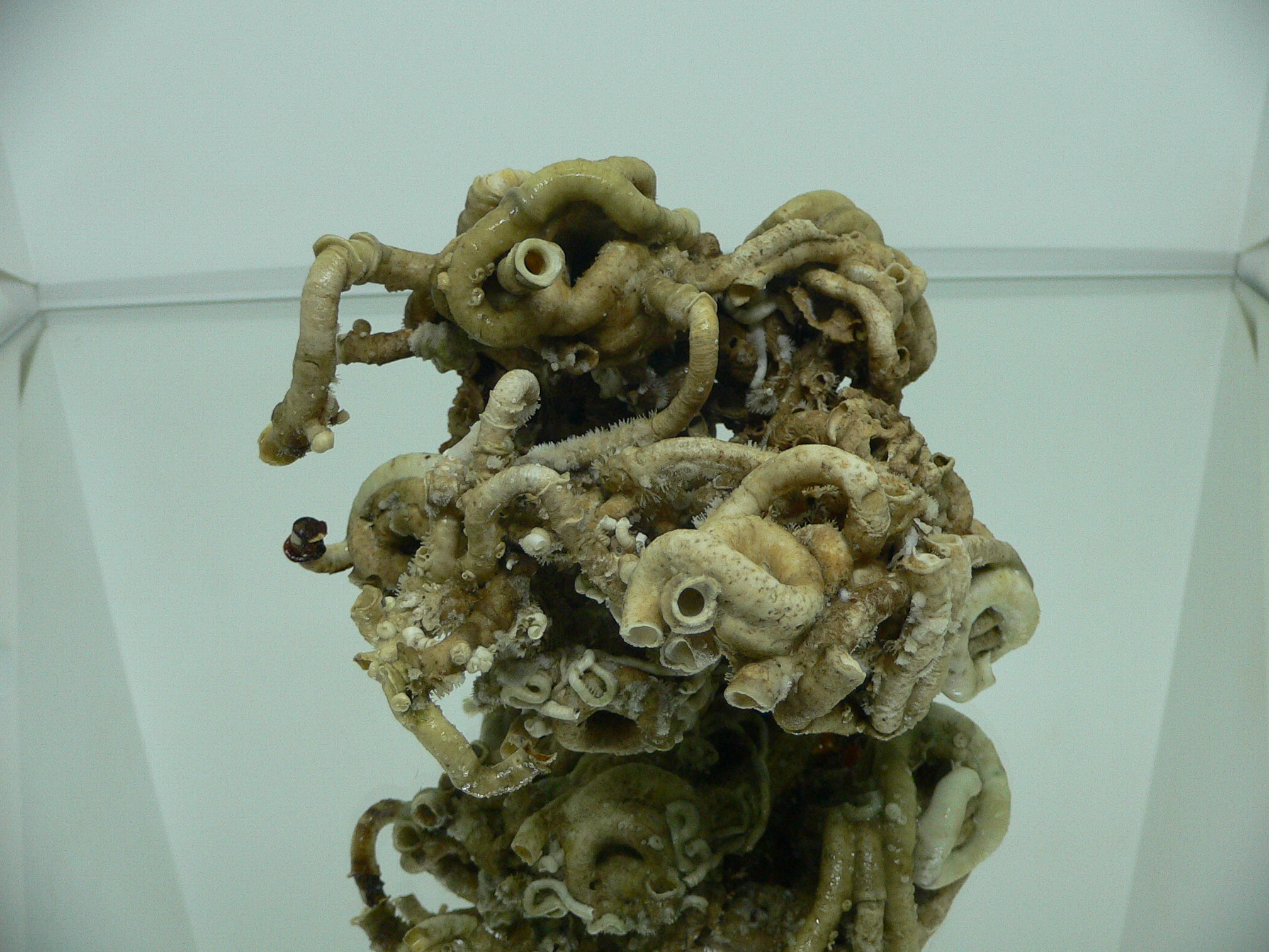Колония Serpula SP. SUPER CURLY