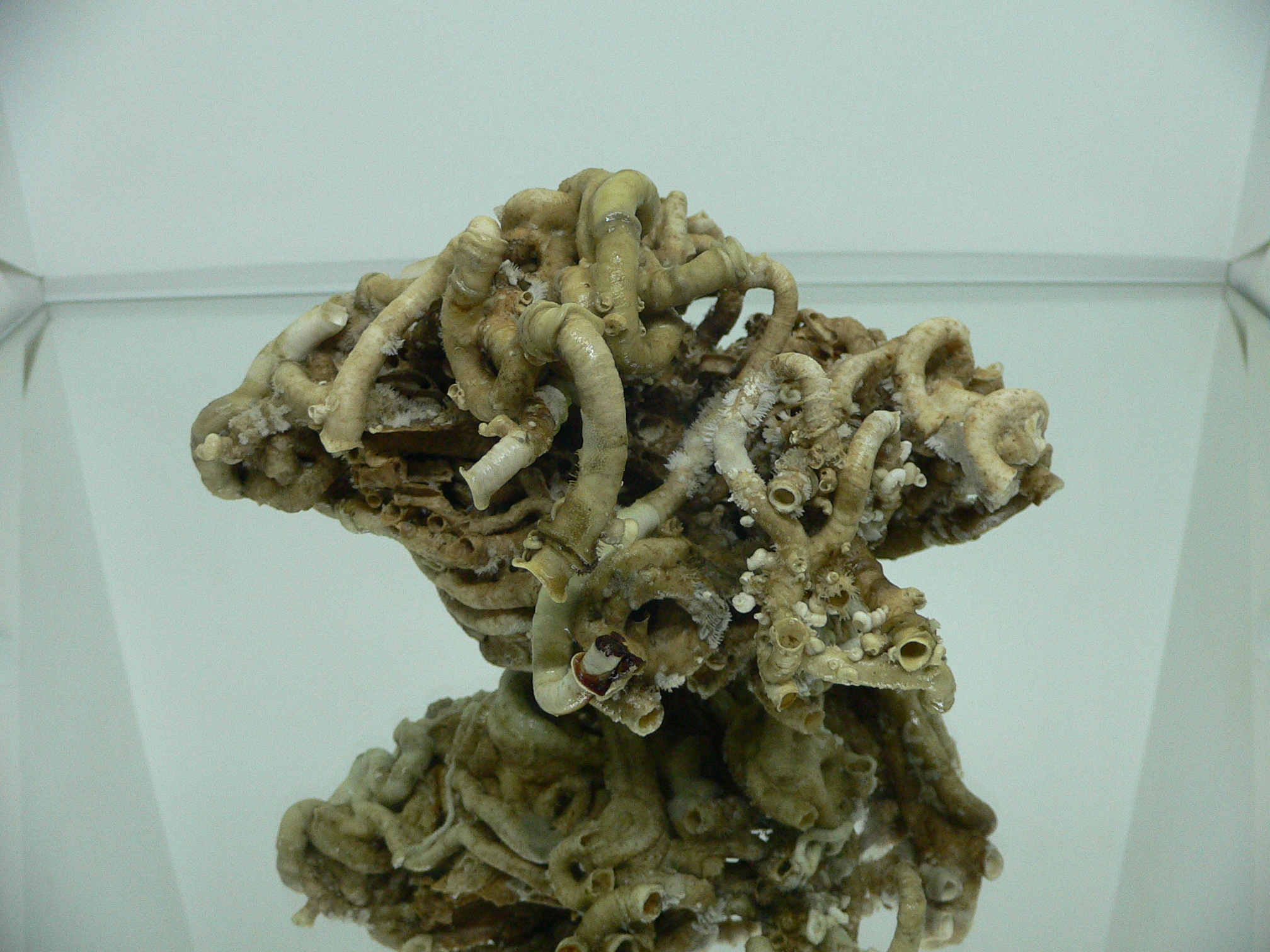 Колония Serpula SP. SUPER CURLY