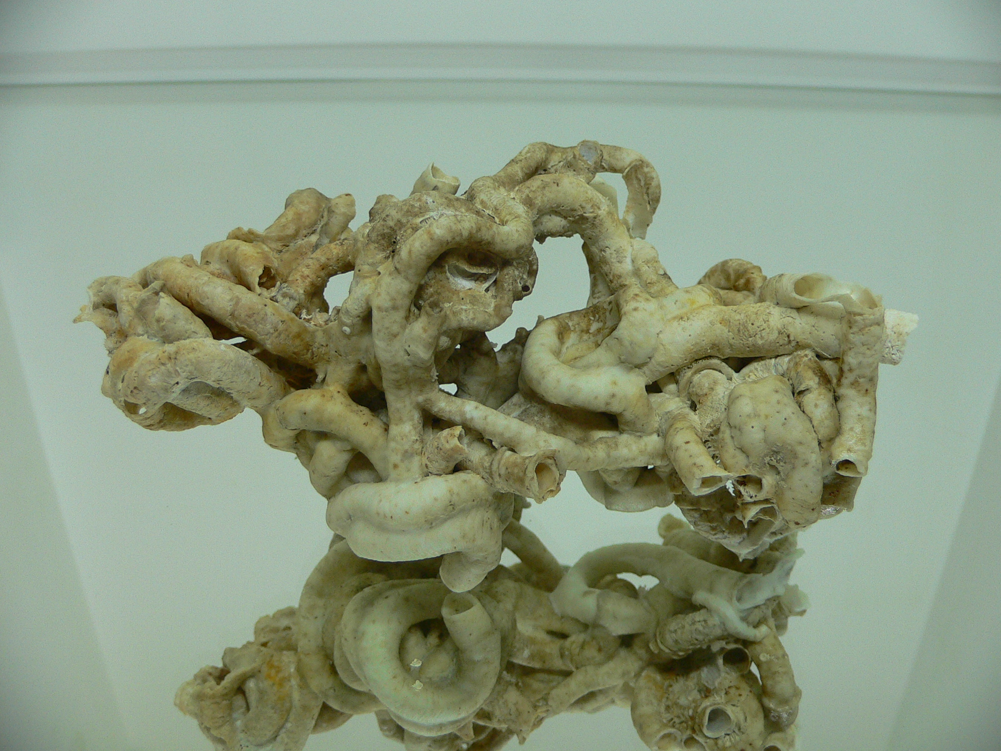 Колония Serpula SP. SUPER CURLY