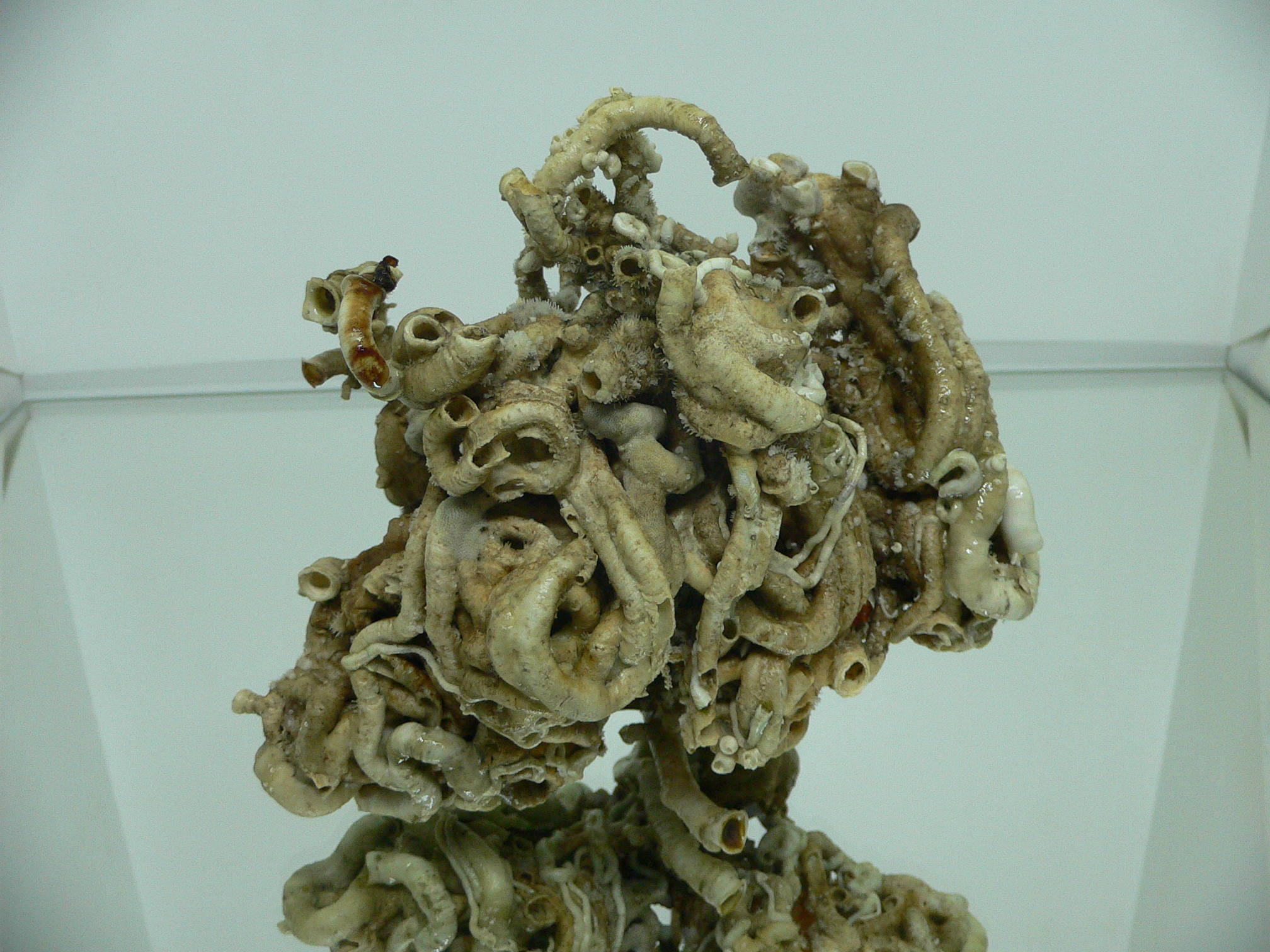 Колония Serpula SP. SUPER CURLY