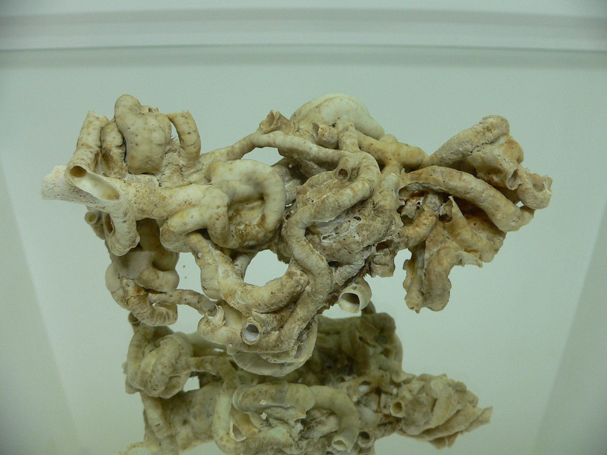 Колония Serpula SP. SUPER CURLY
