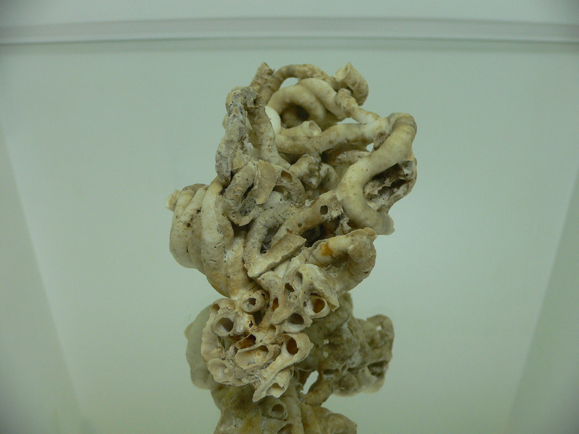 Колония Serpula SP. SUPER CURLY