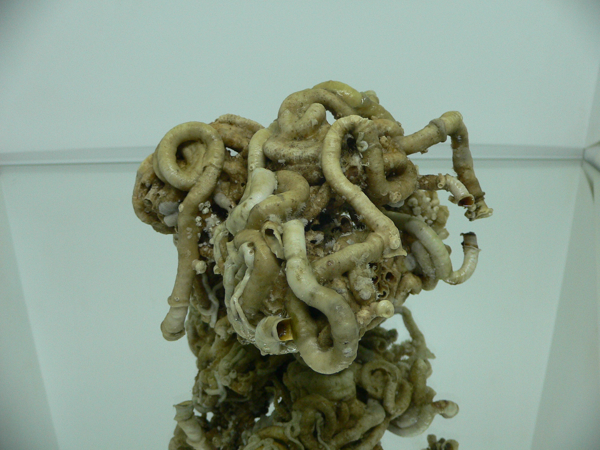 Колония Serpula SP. SUPER CURLY