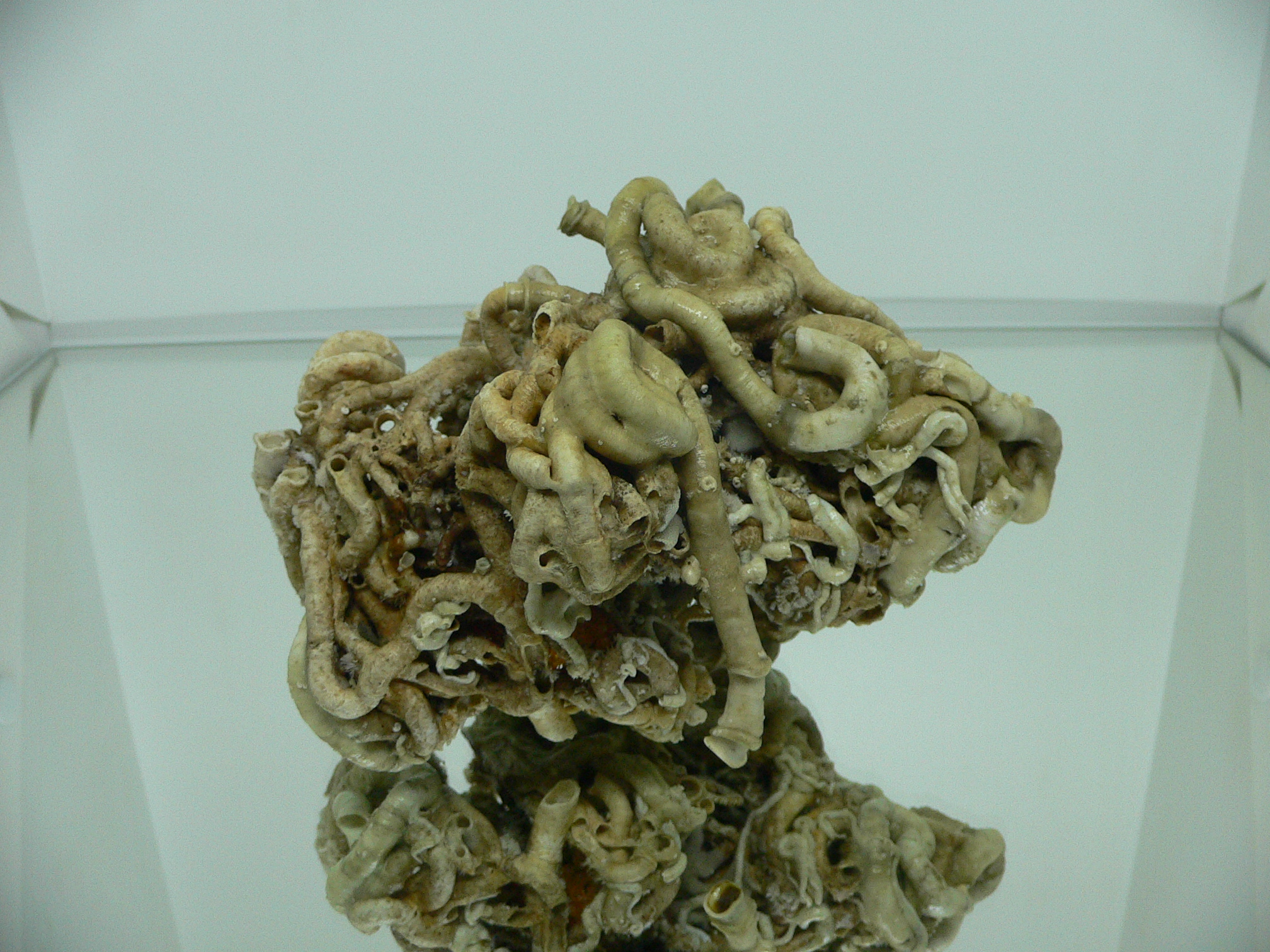 Колония Serpula SP. SUPER CURLY