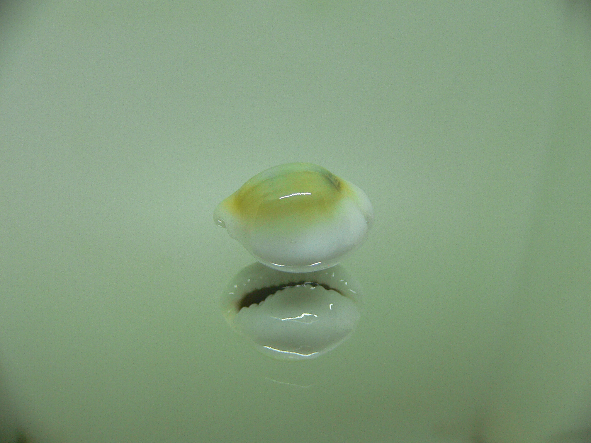 Cypraea moneta rhomboides ROUND FREAK