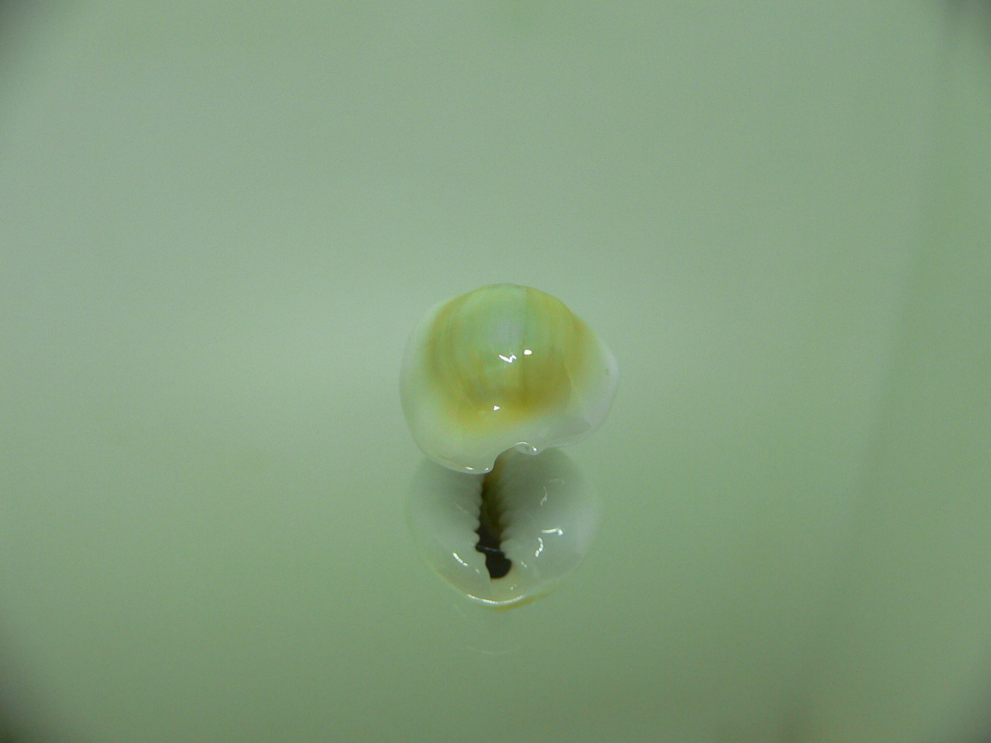 Cypraea moneta rhomboides ROUND FREAK