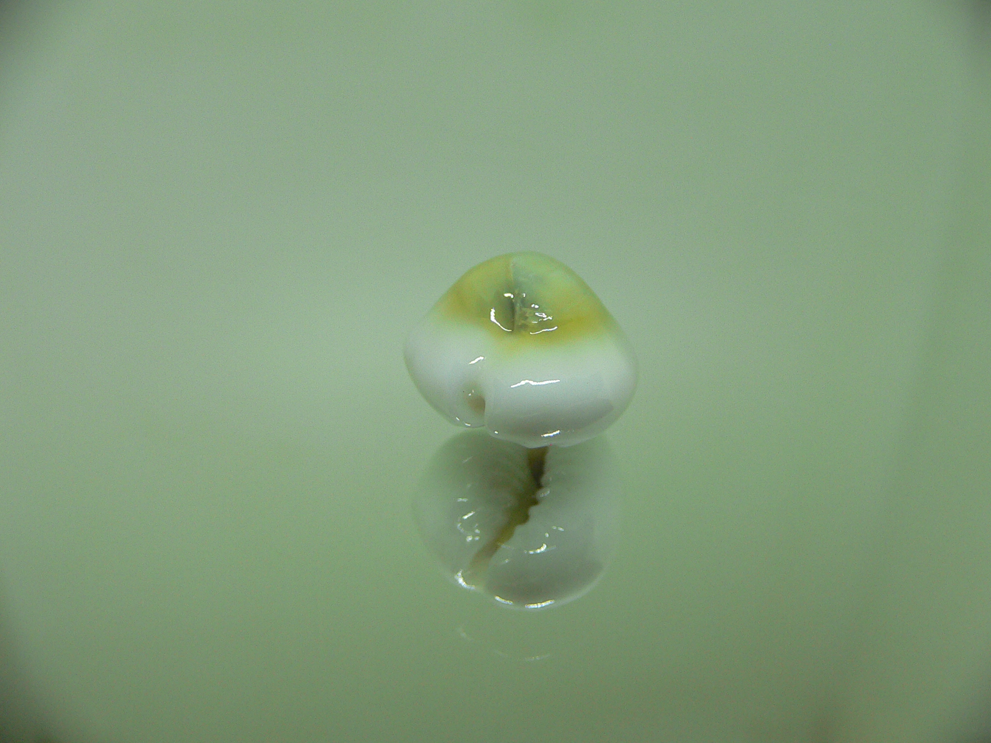 Cypraea moneta rhomboides ROUND FREAK