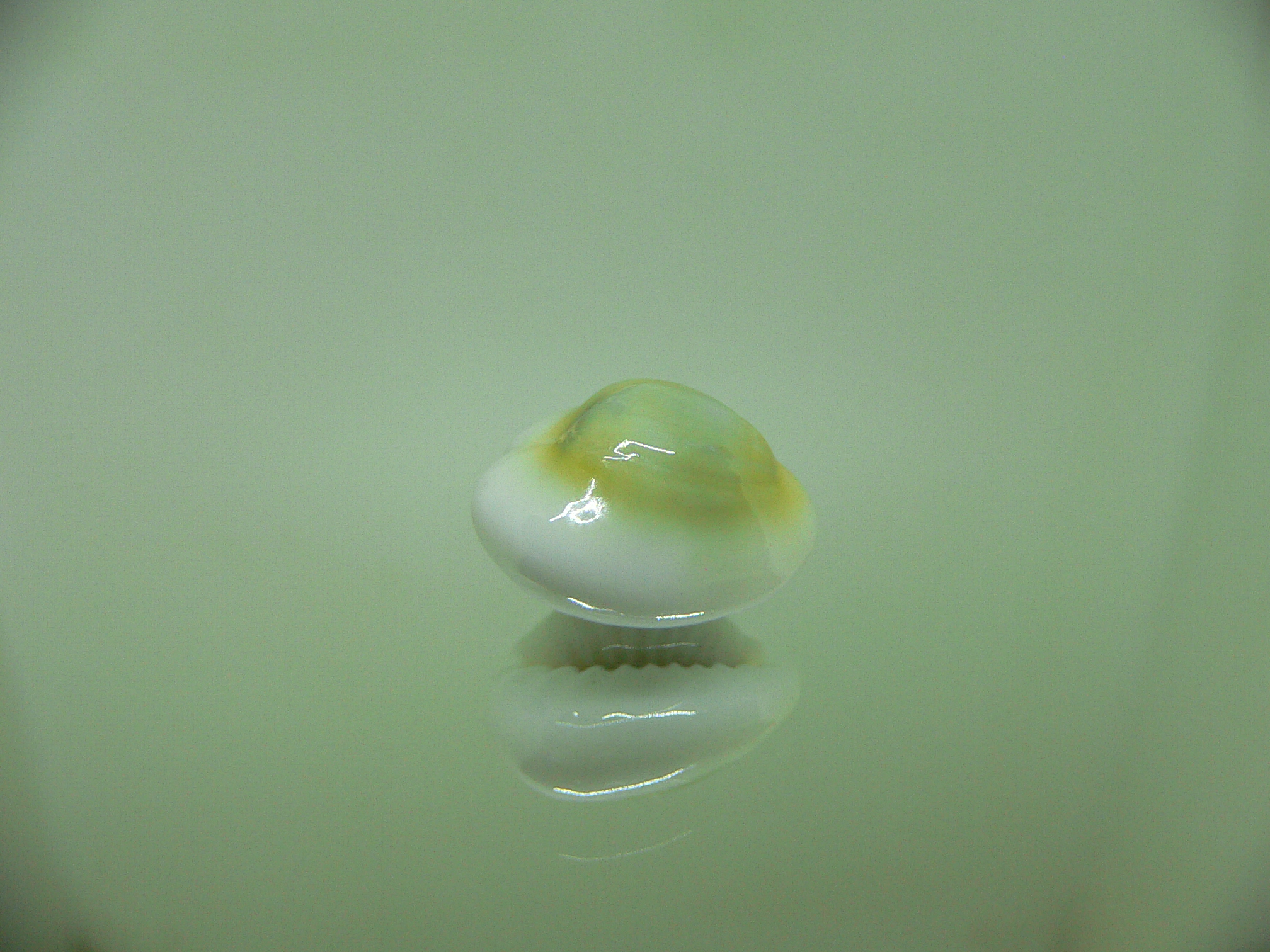 Cypraea moneta rhomboides ROUND FREAK