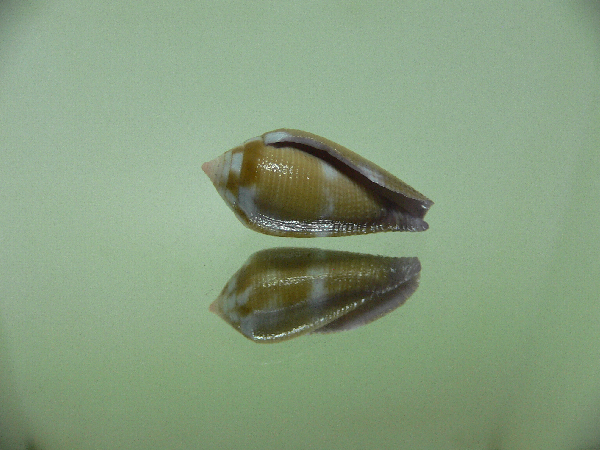 Conus tenuistriatus