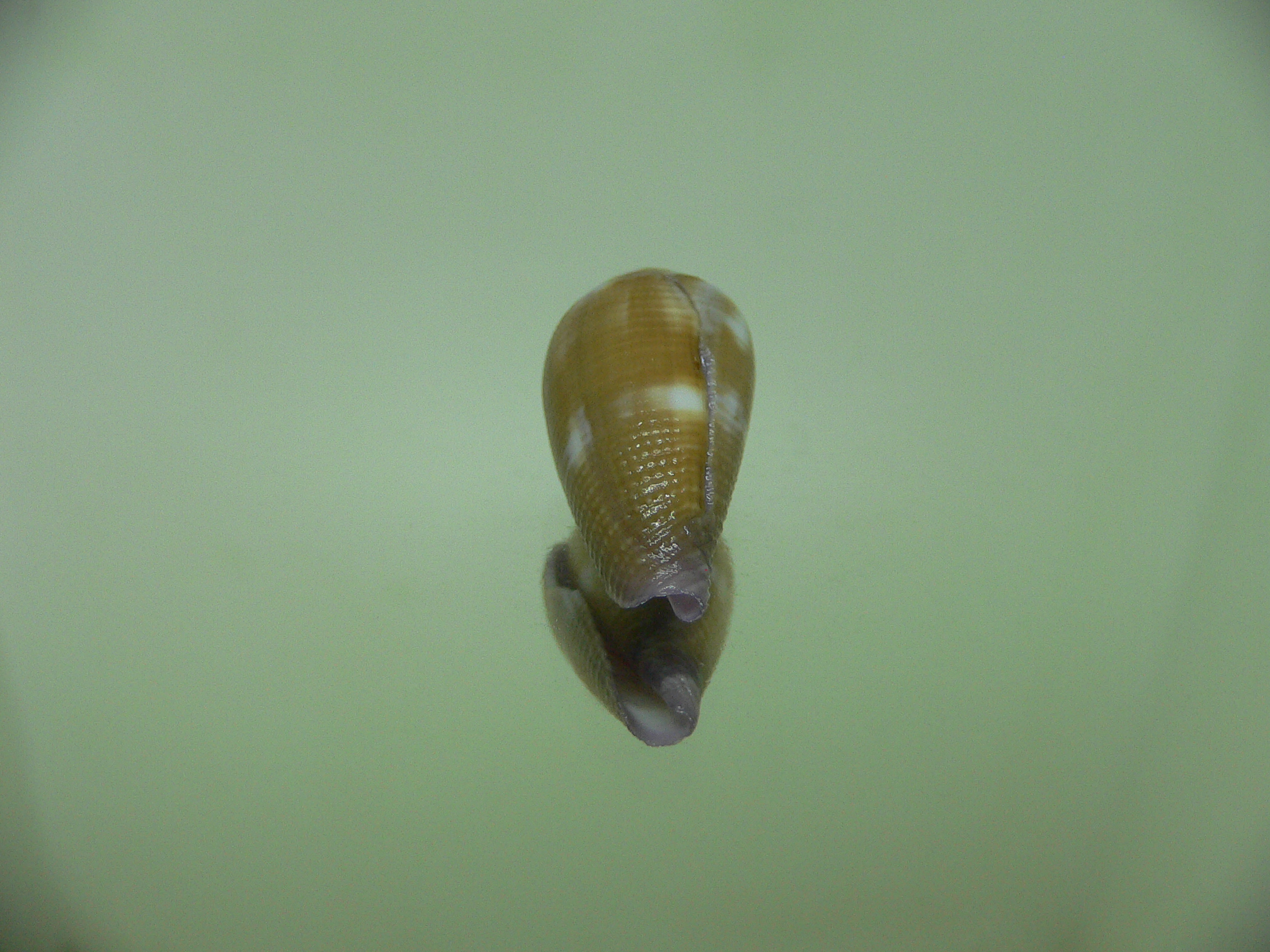 Conus tenuistriatus