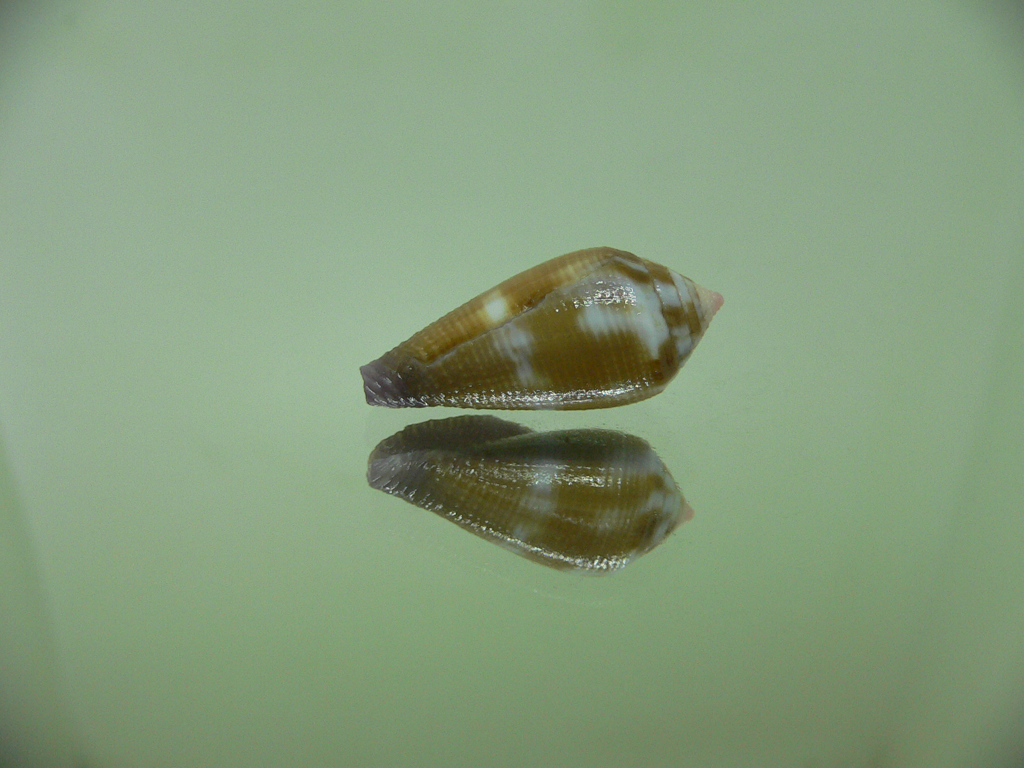 Conus tenuistriatus