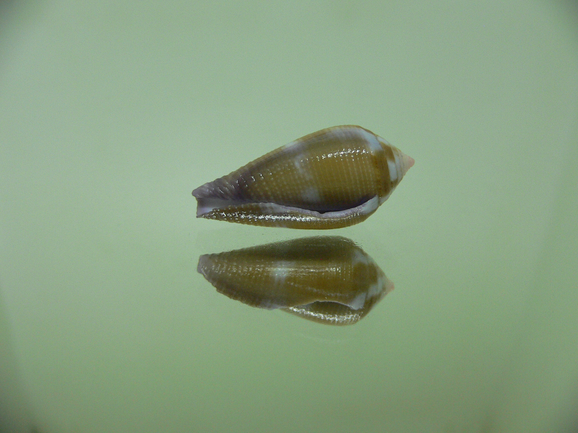 Conus tenuistriatus