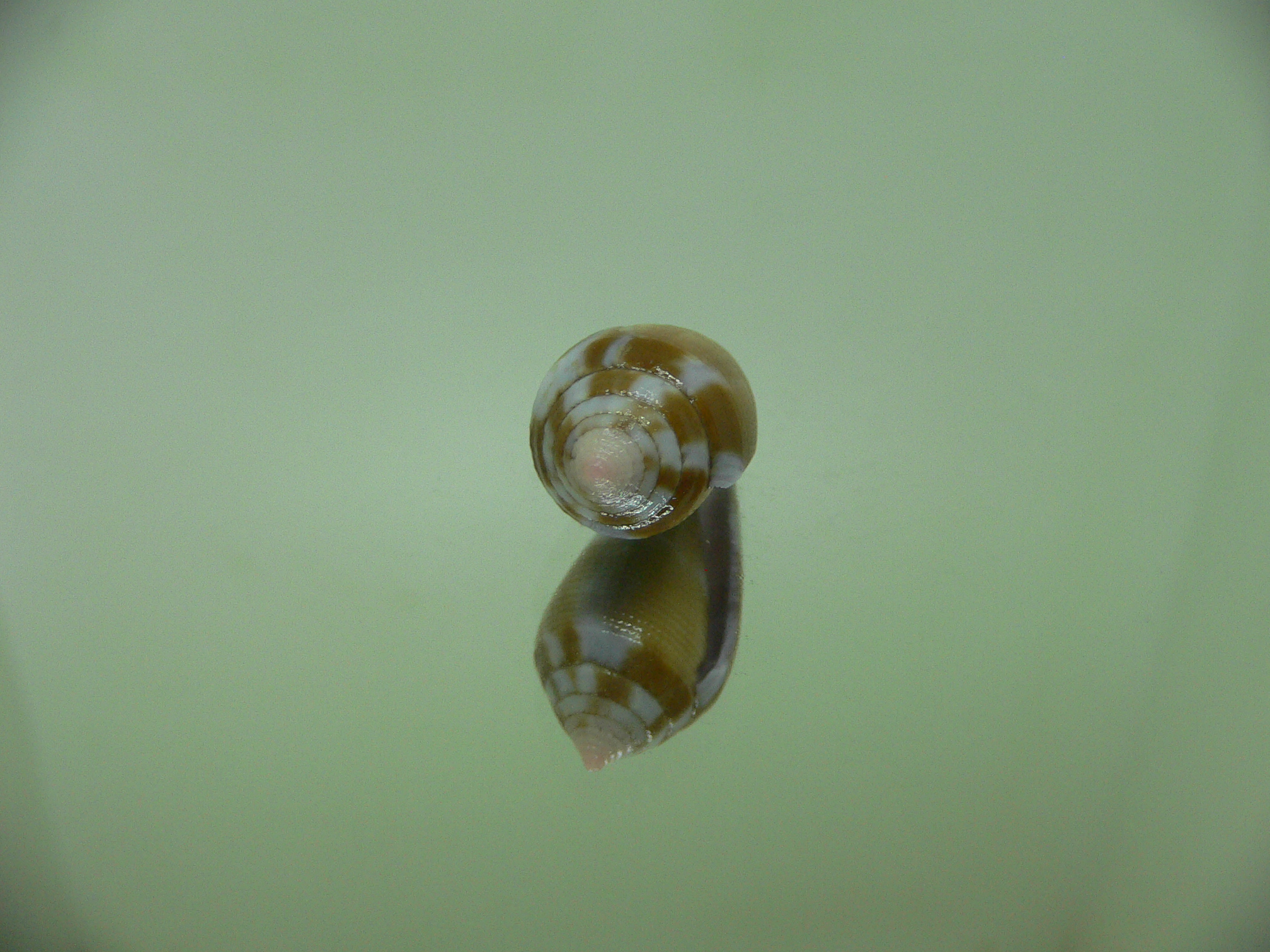 Conus tenuistriatus