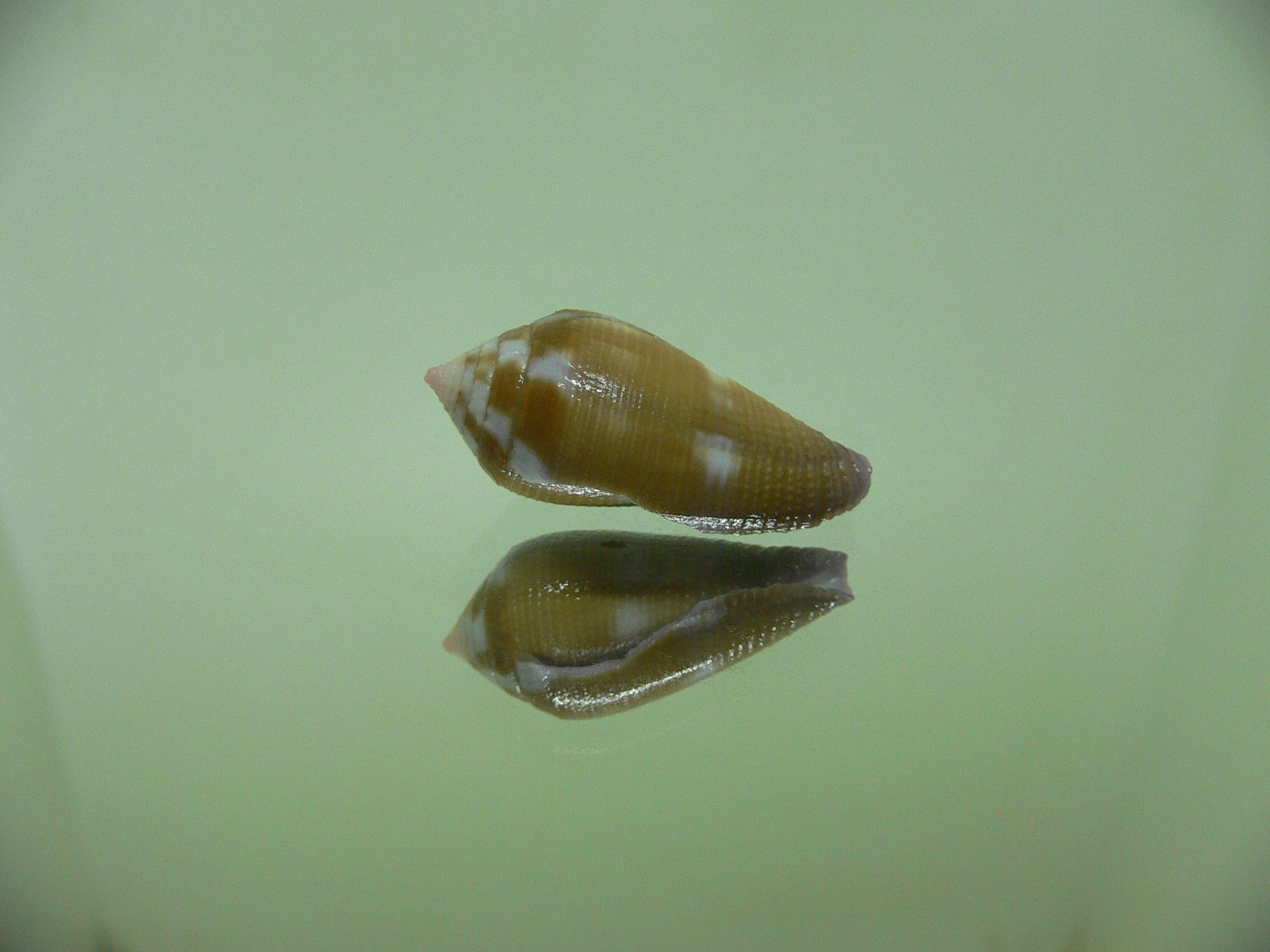 Conus tenuistriatus