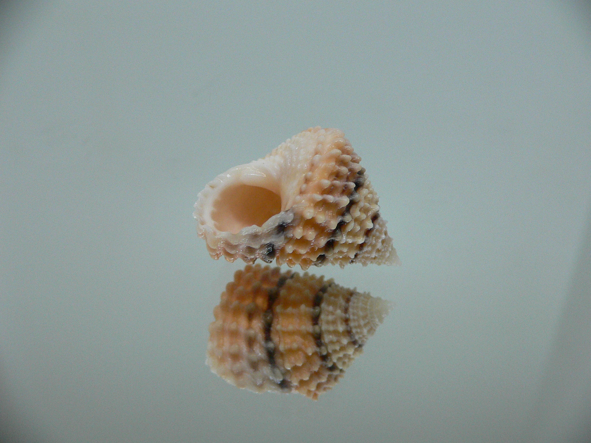 Tectarius tectumpersicum BEAUTIFUL