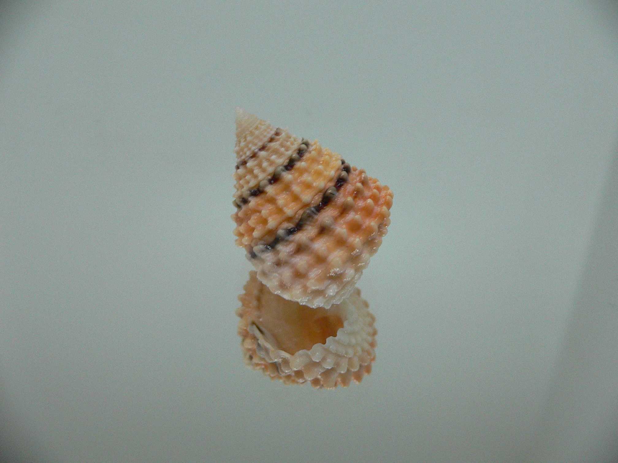 Tectarius tectumpersicum BEAUTIFUL