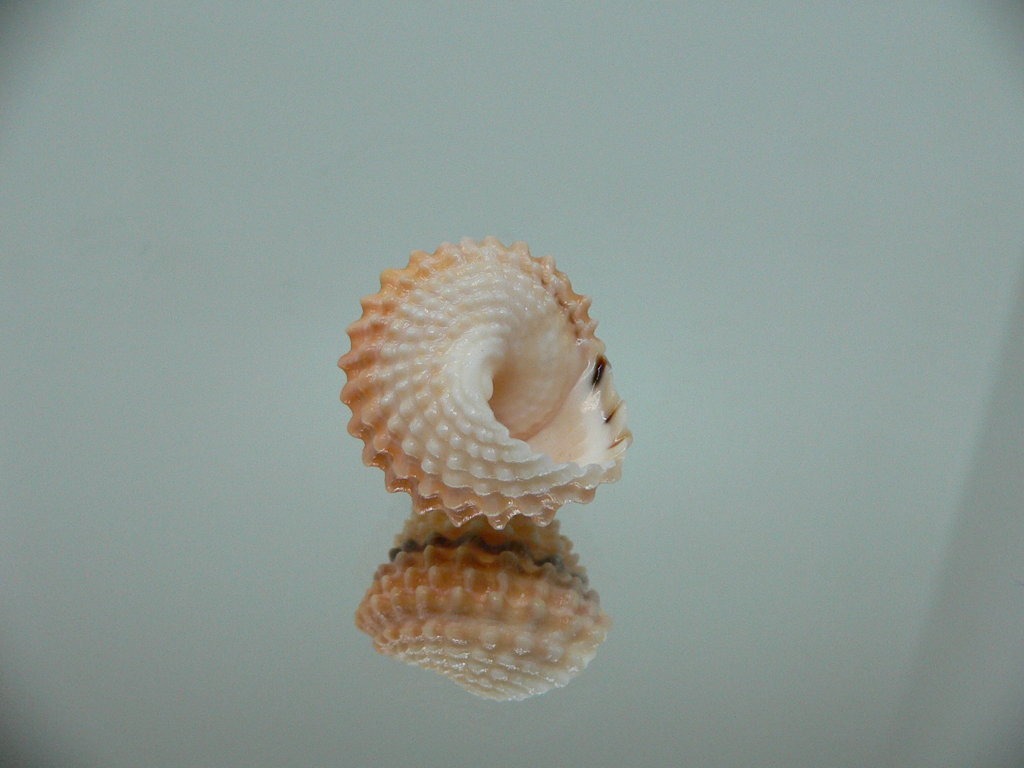 Tectarius tectumpersicum BEAUTIFUL