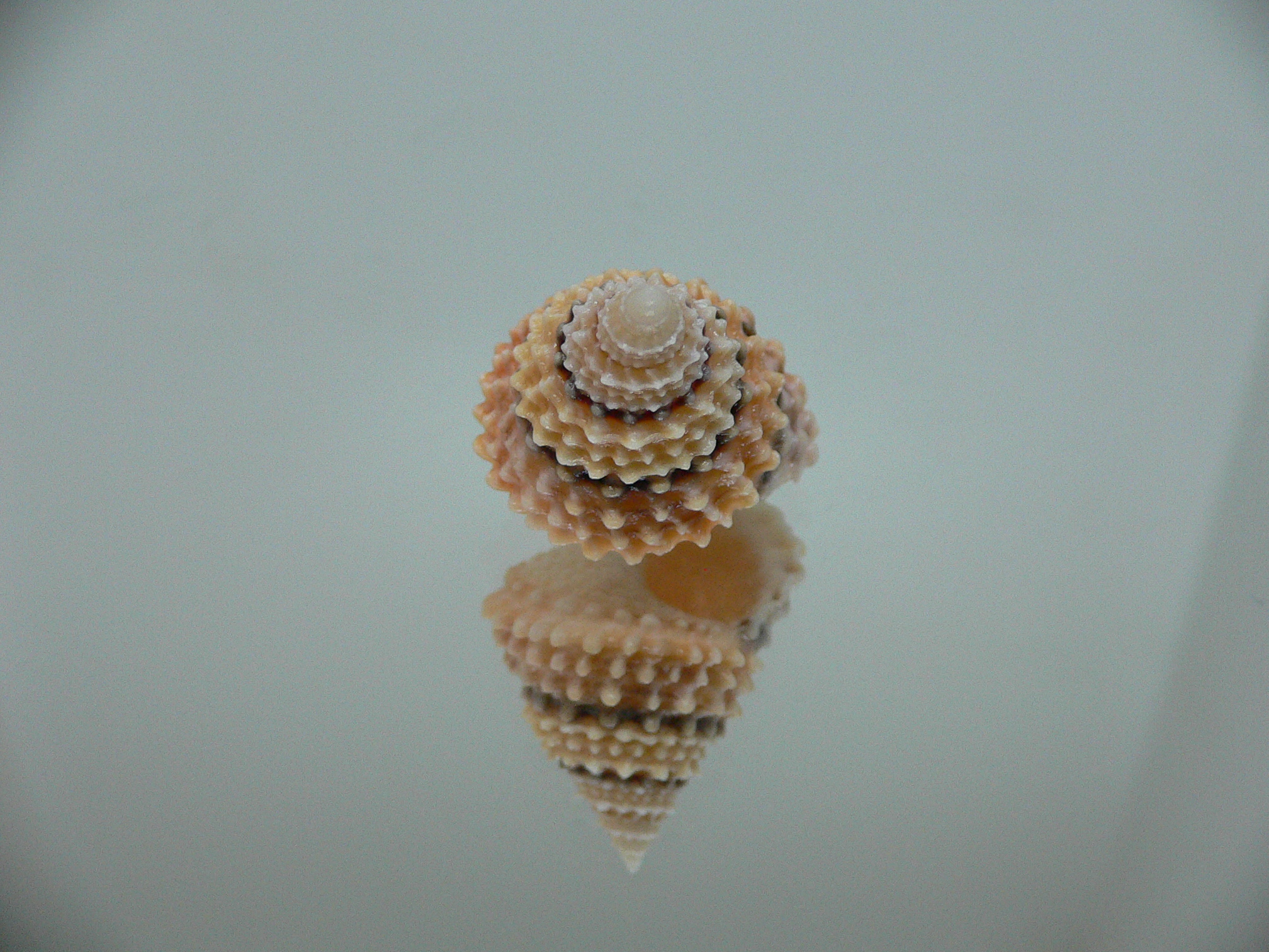 Tectarius tectumpersicum BEAUTIFUL