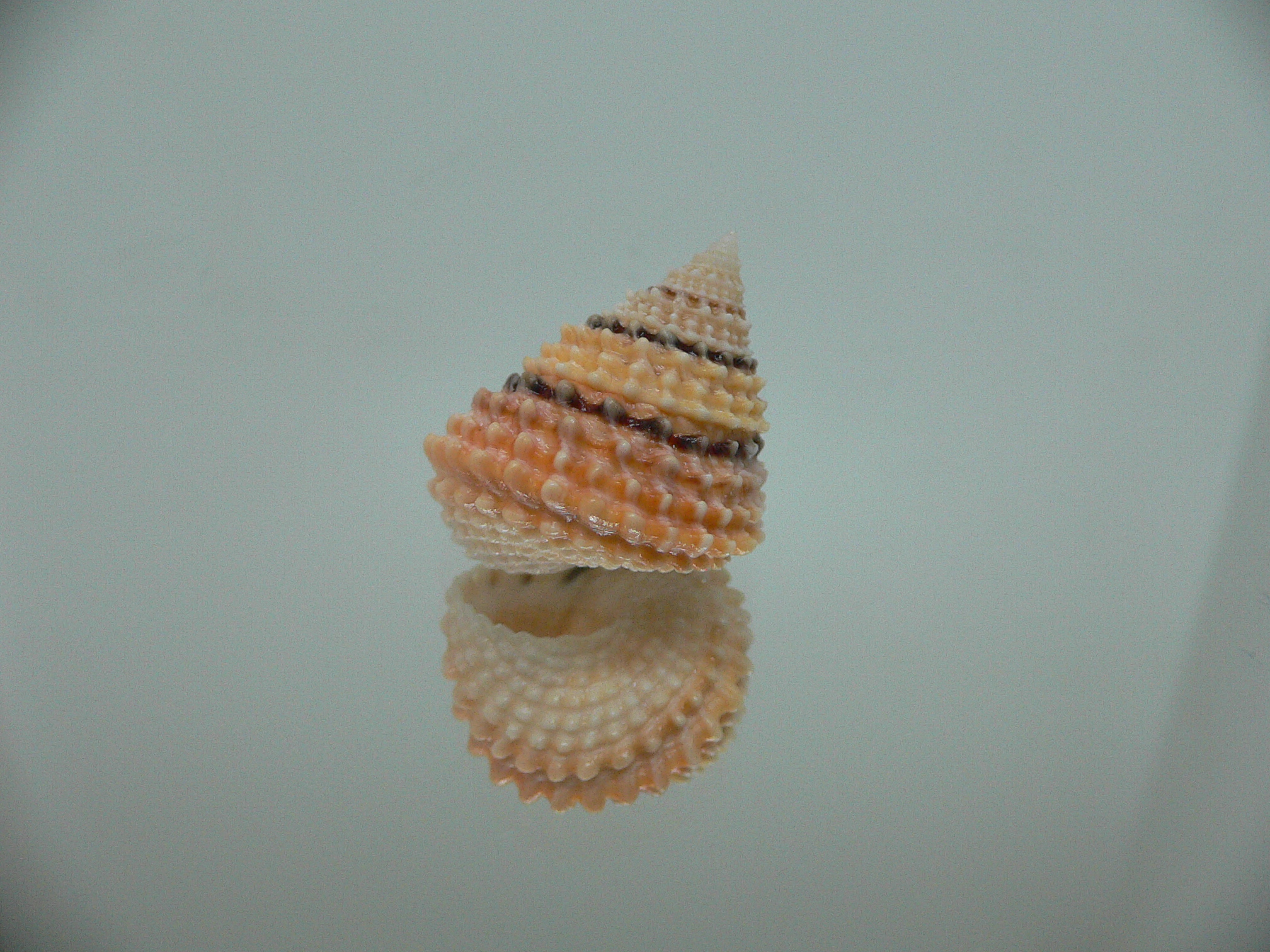 Tectarius tectumpersicum BEAUTIFUL