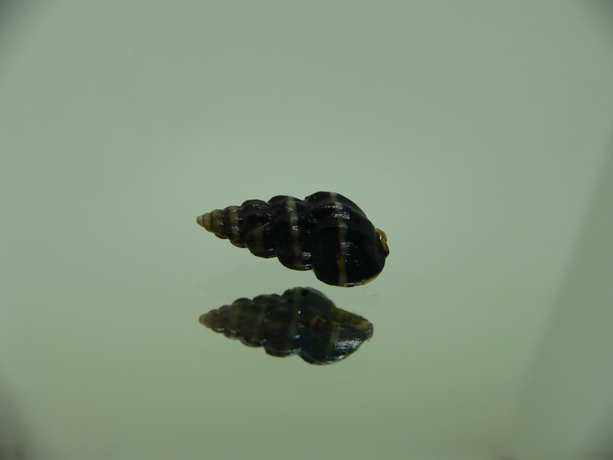 Nassarius japonicus GIANT & STRIPES