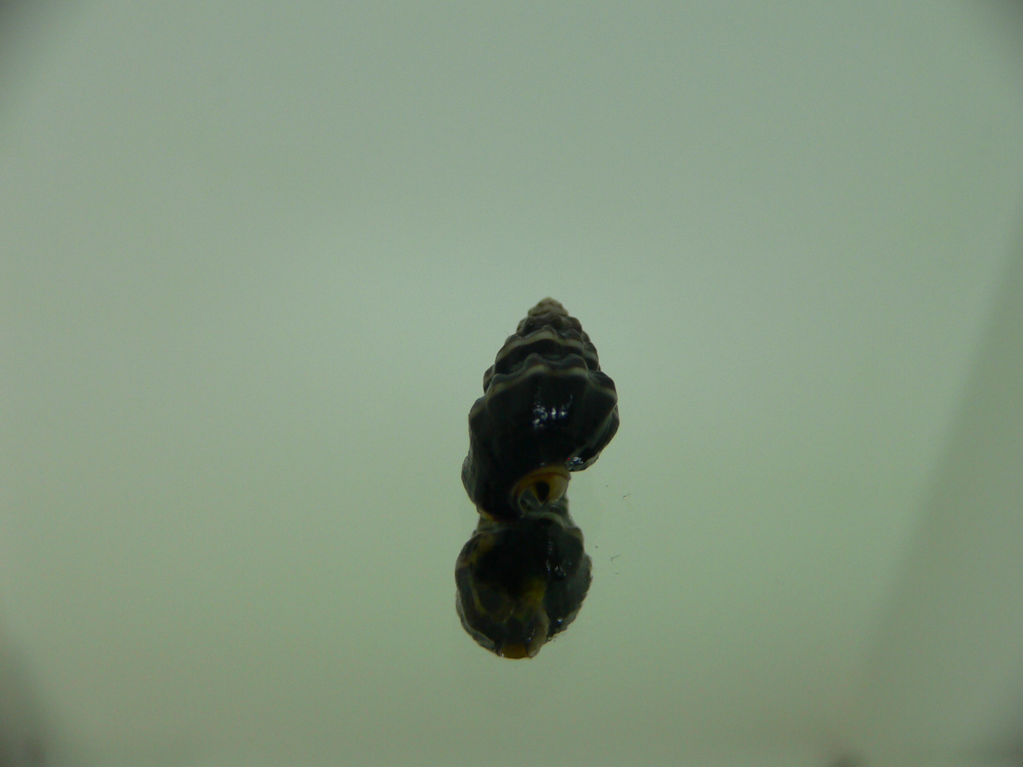 Nassarius japonicus GIANT & STRIPES