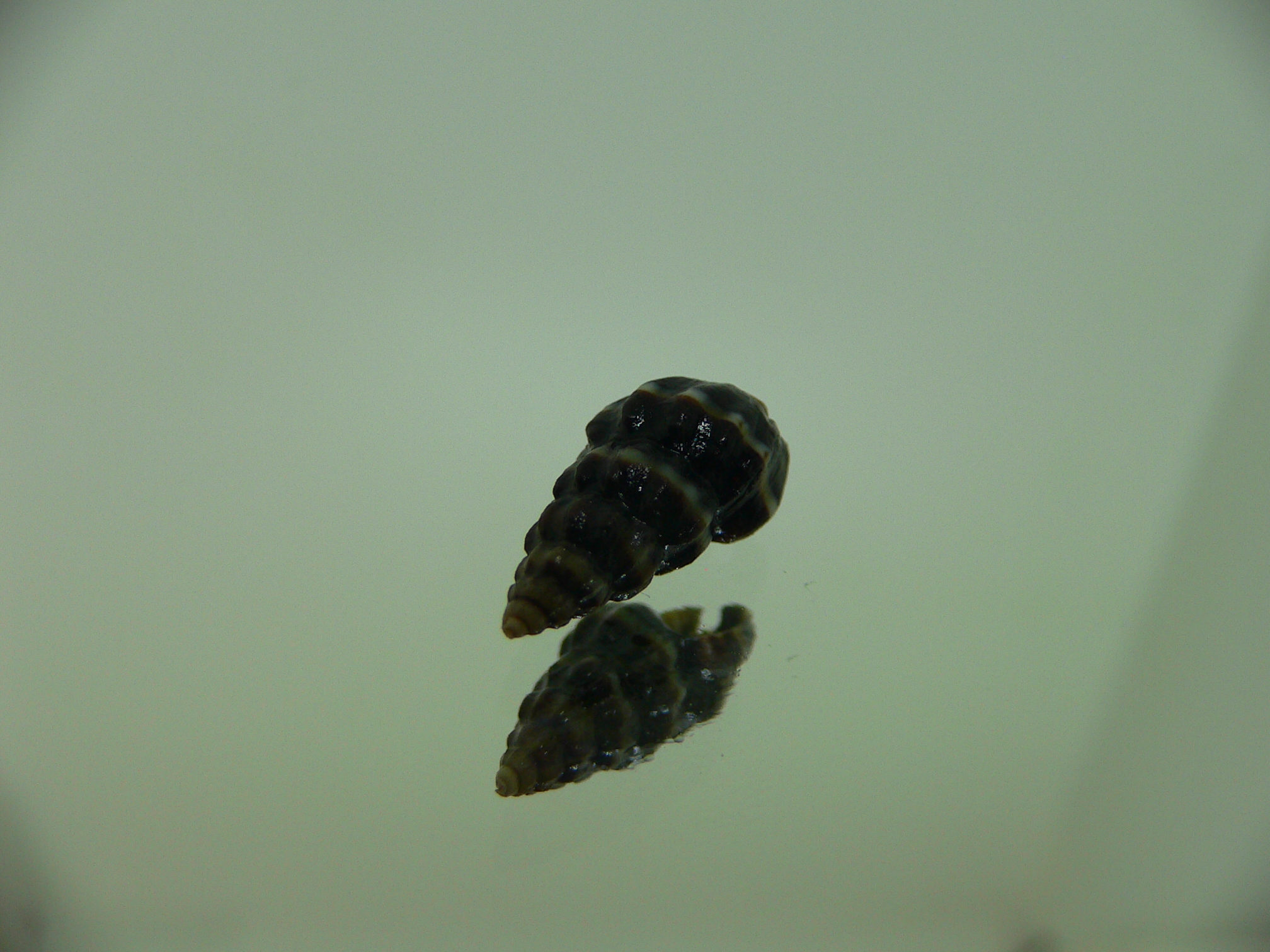 Nassarius japonicus GIANT & STRIPES