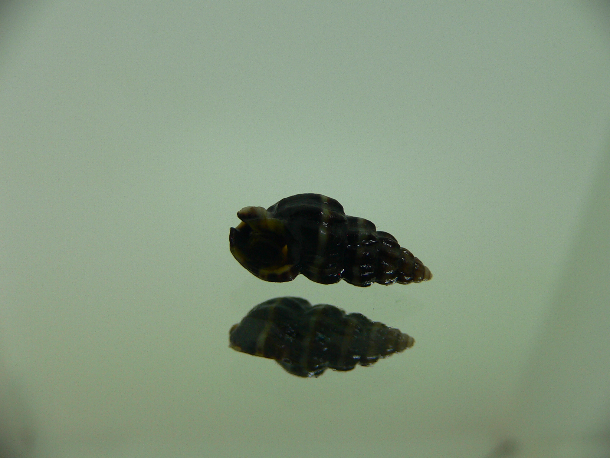 Nassarius japonicus GIANT & STRIPES